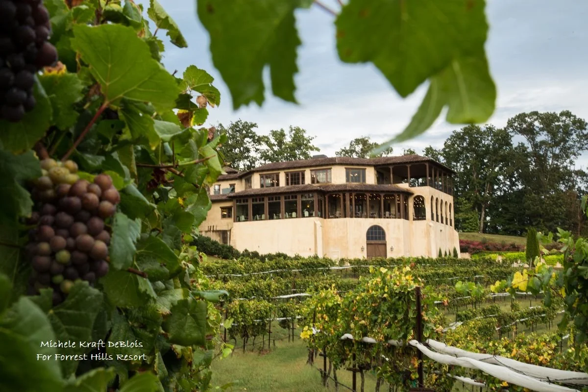 Montaluce Winery & Vineyard