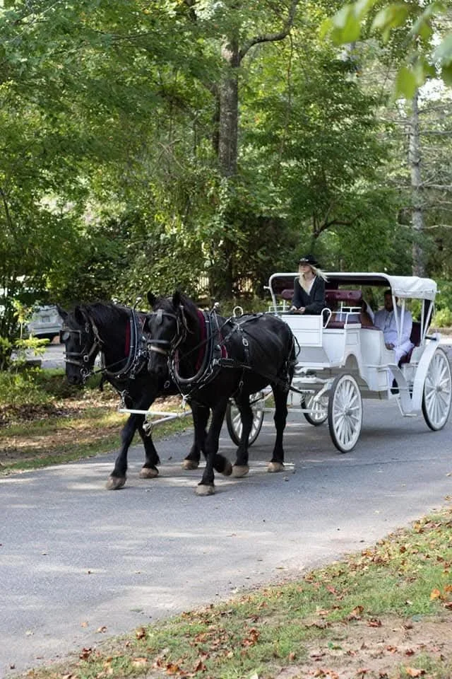 Horse drawn wedding carriage