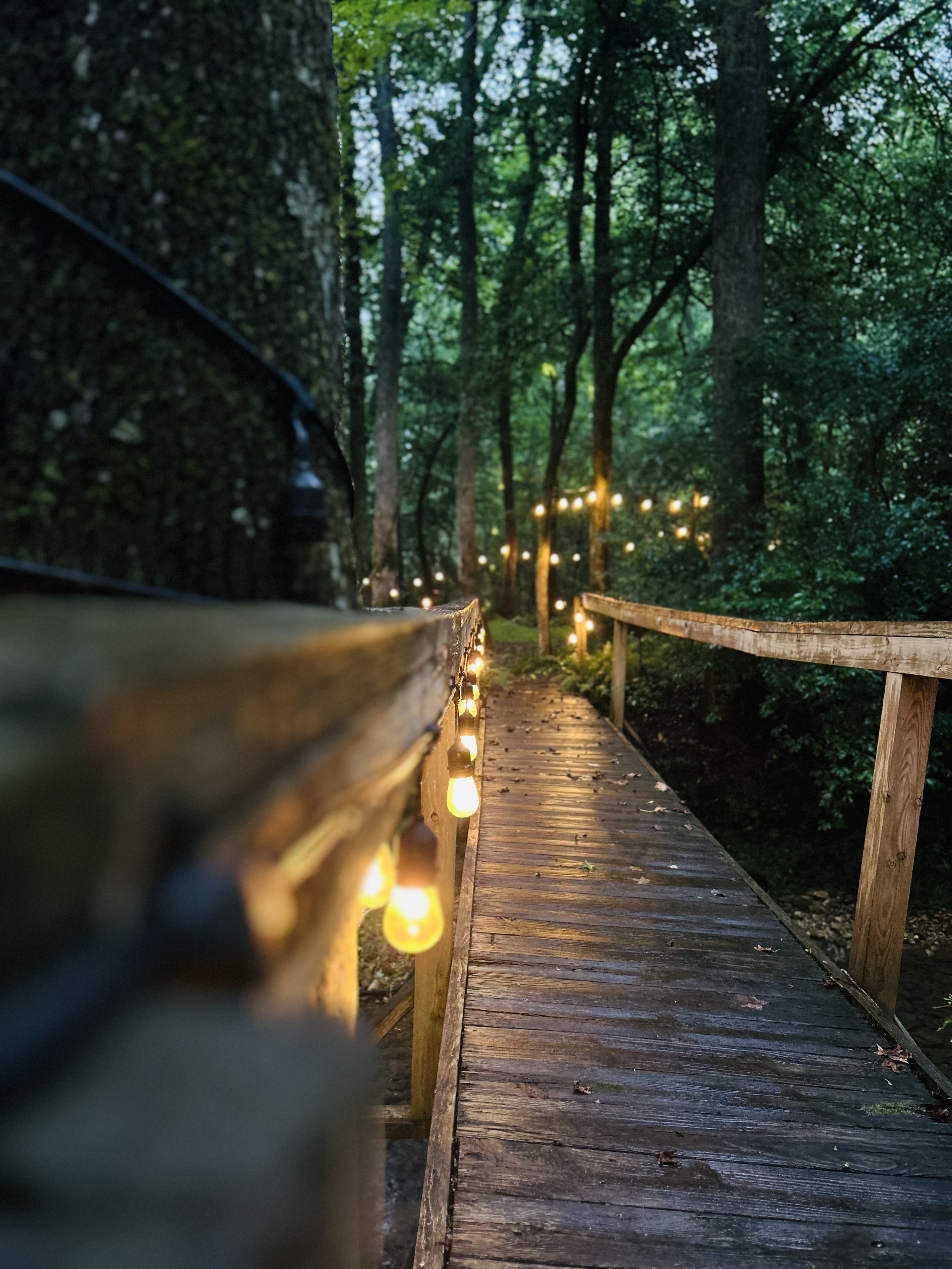 Wooden walkway through a dense forest with string lights hanging along the railing.