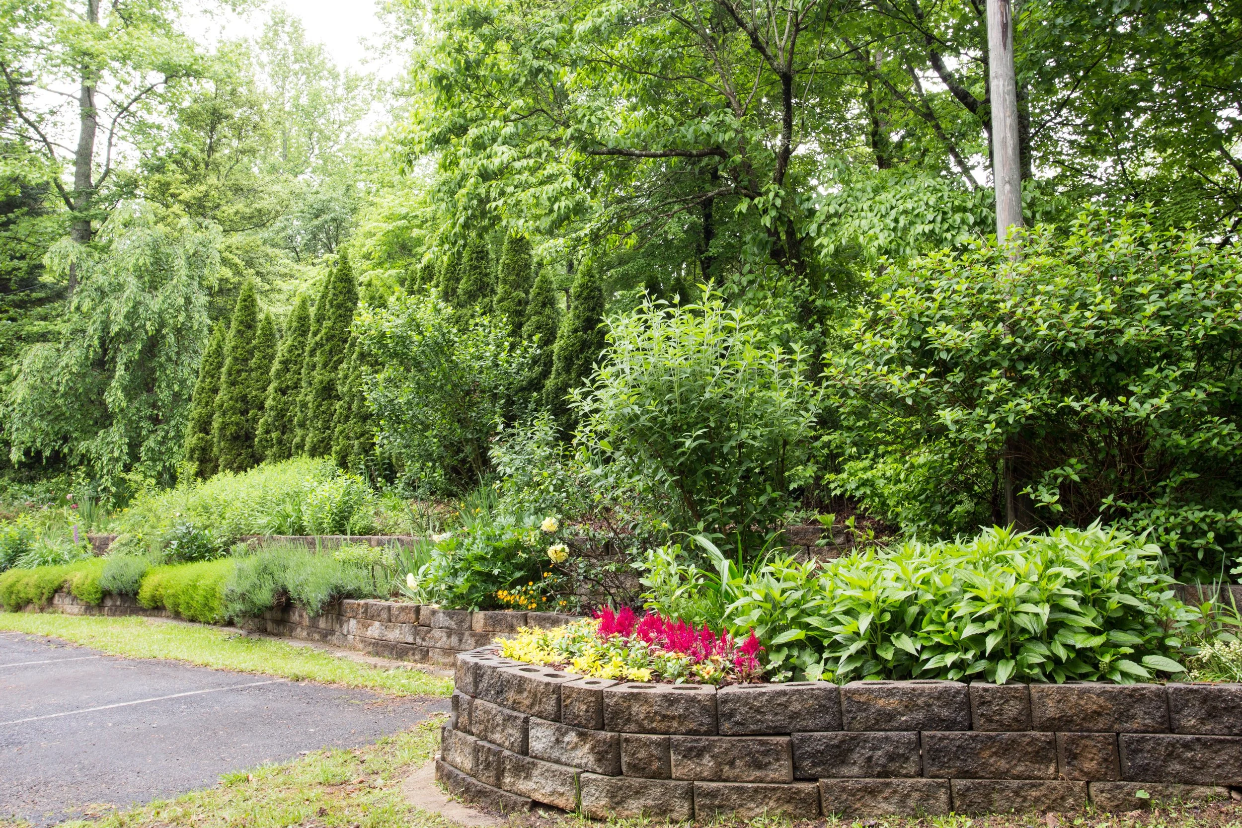 View of a lush, green backyard garden with various trees, shrubs, and blooming flowers in a brick-bordered flower bed, with a stone wall and a parking lot in the foreground.