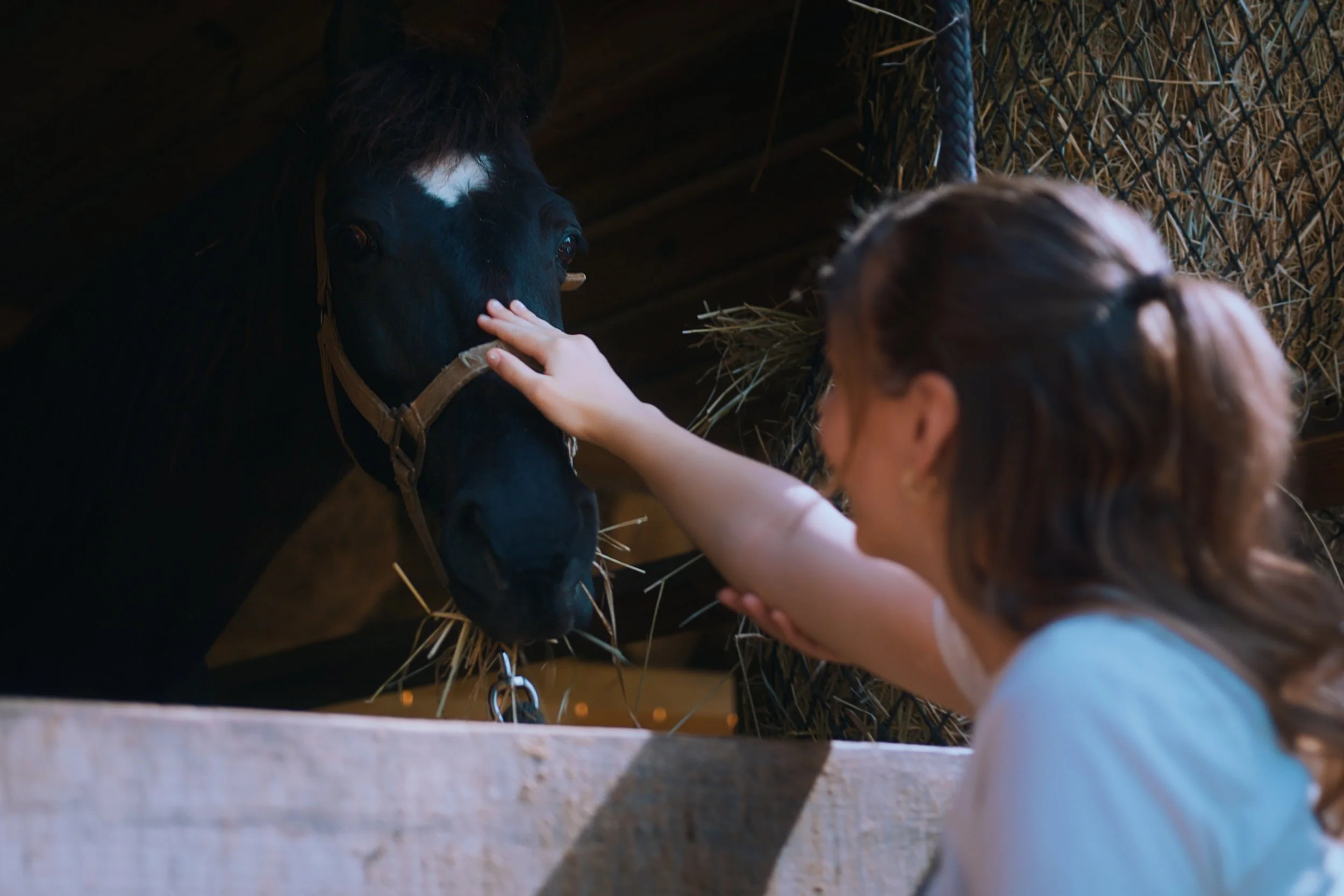 A young girl petting a black horse inside a stable with hay. The girl has brown hair tied back and wears a light-colored shirt.