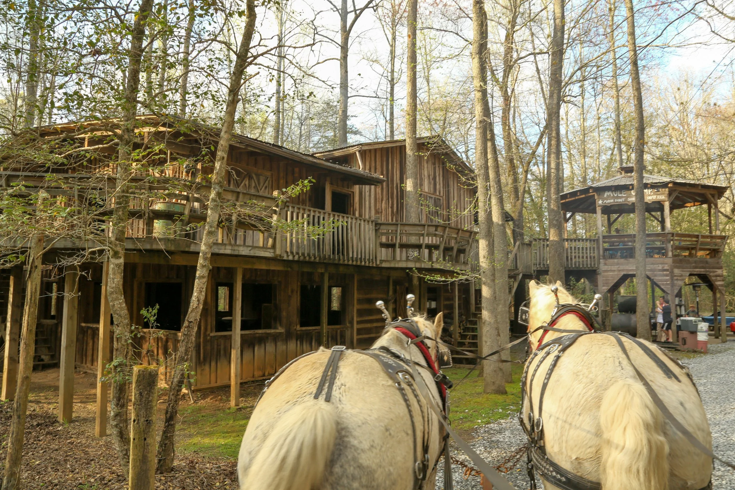 A rustic wooden cabin with a porch, surrounded by tall trees, with horses harnessed in the foreground at a horse park or trail venue.