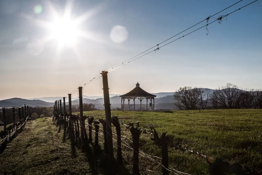 Three Sisters Vineyard 