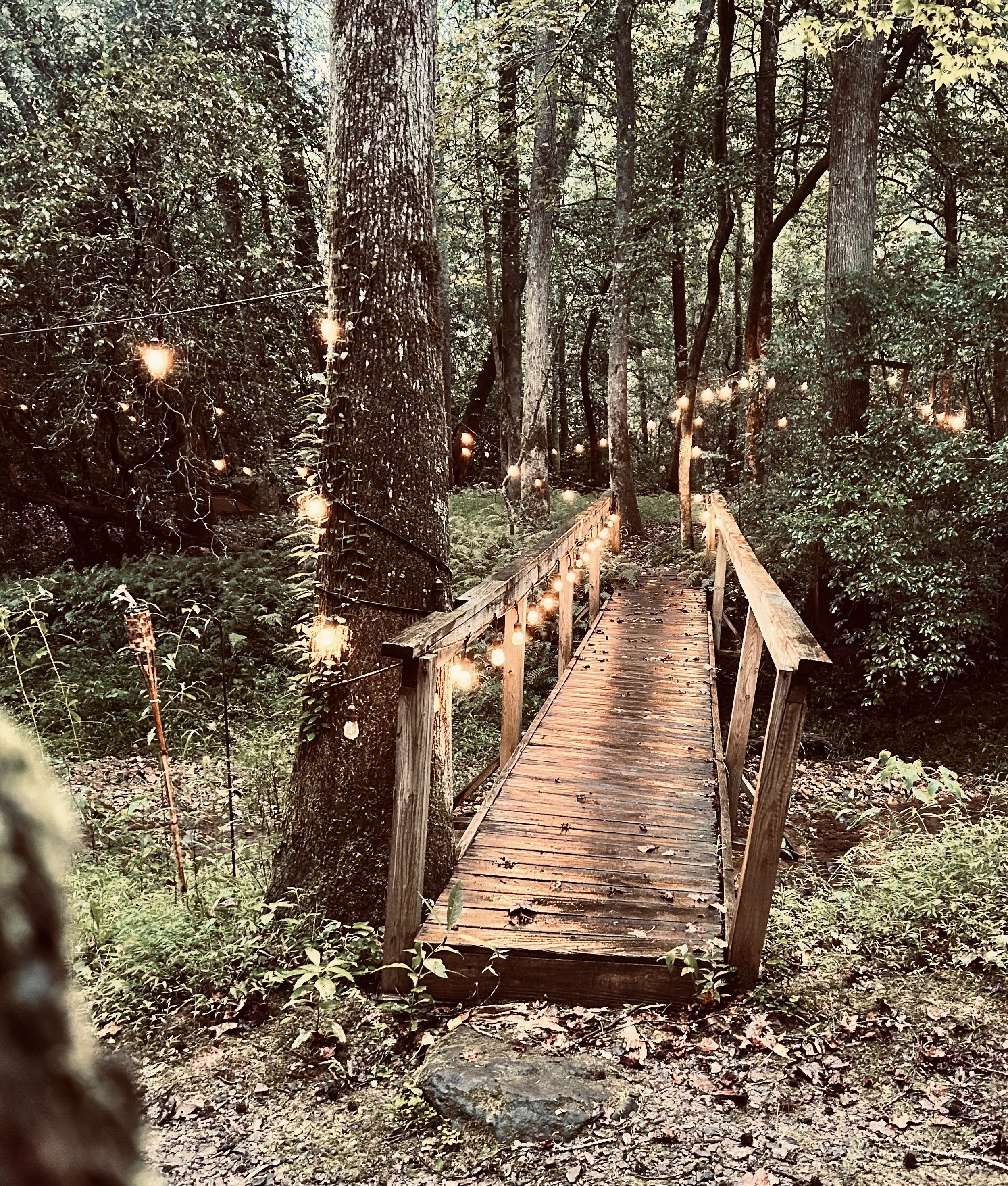 Wooden bridge extending through a dense forest with tall trees and string lights hanging along the sides.