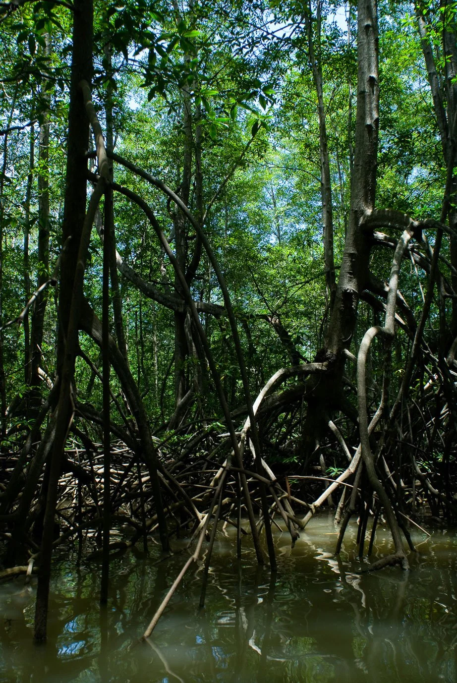 "Mangroves", Tarcoles, Puntarenas