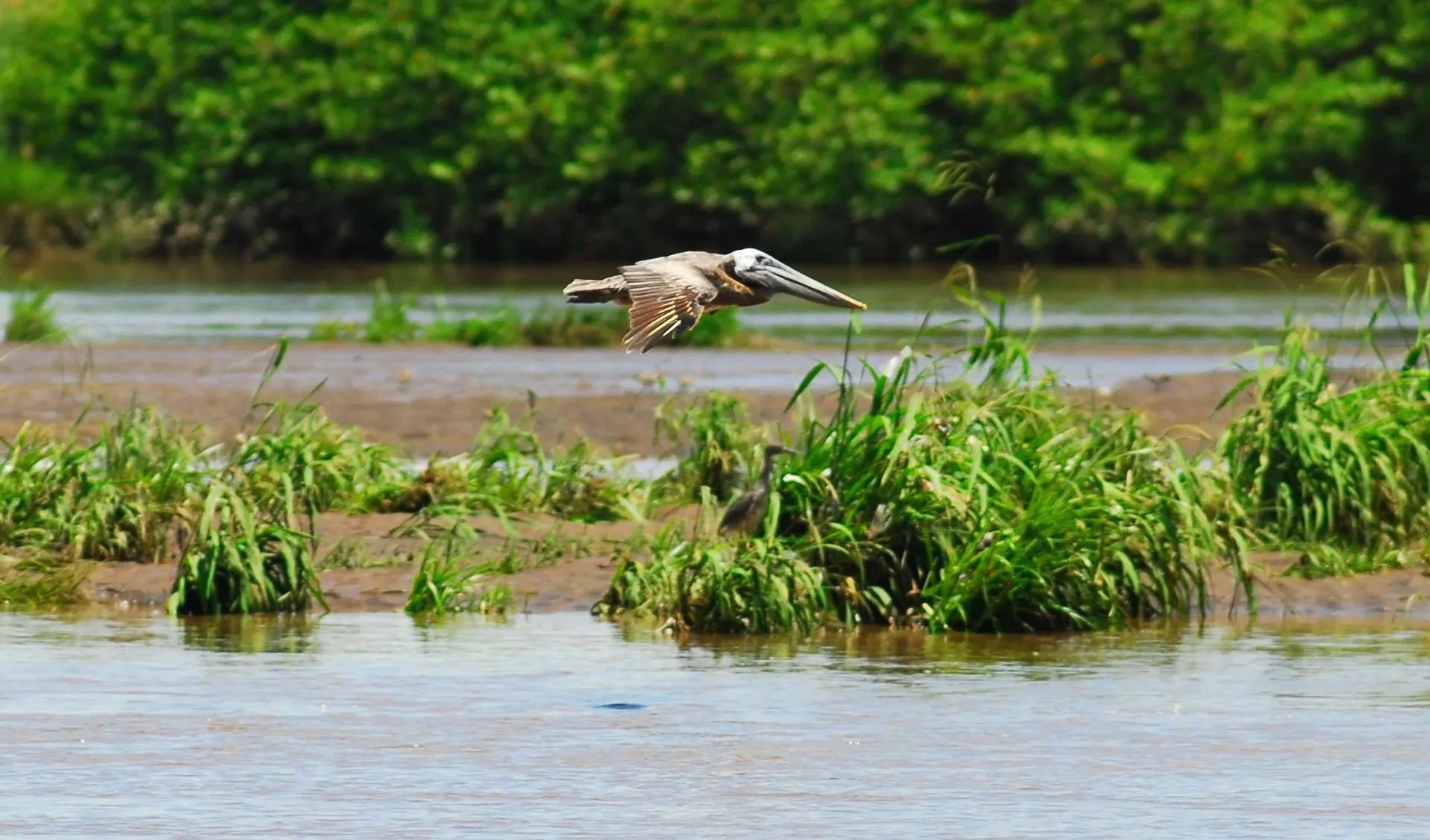 "Pelican in Flight", Tarcoles River, Las Mantas, Puntarenas