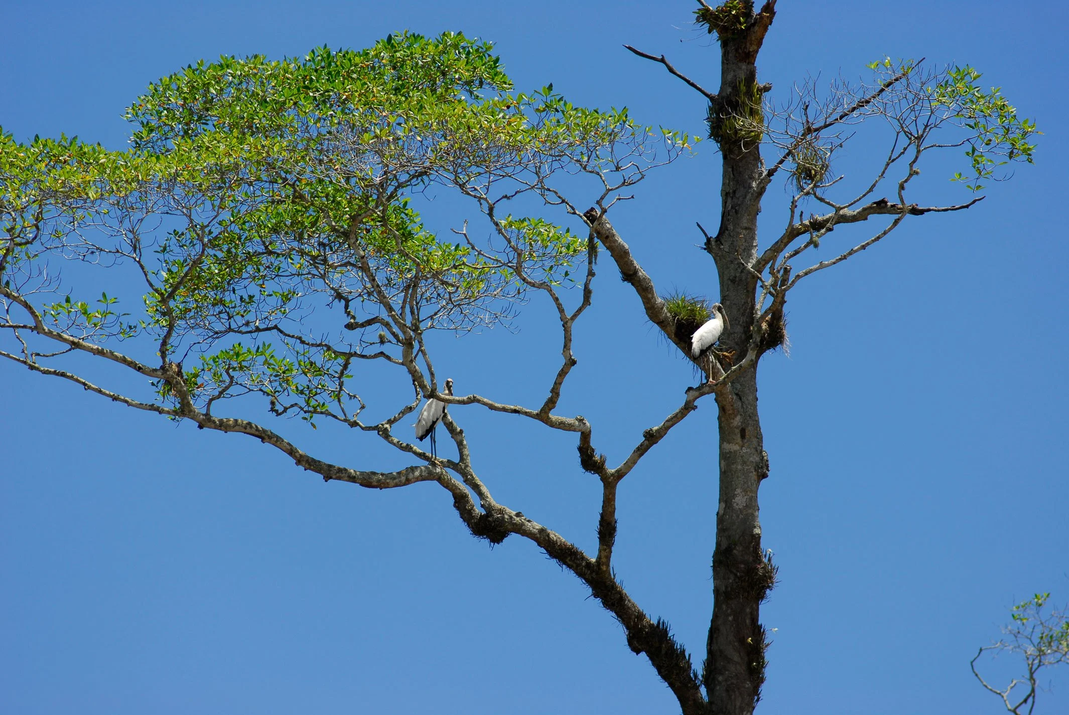 "Two Wood Storks in a Tree", Tarcoles River, Las Mantas, Puntarenas