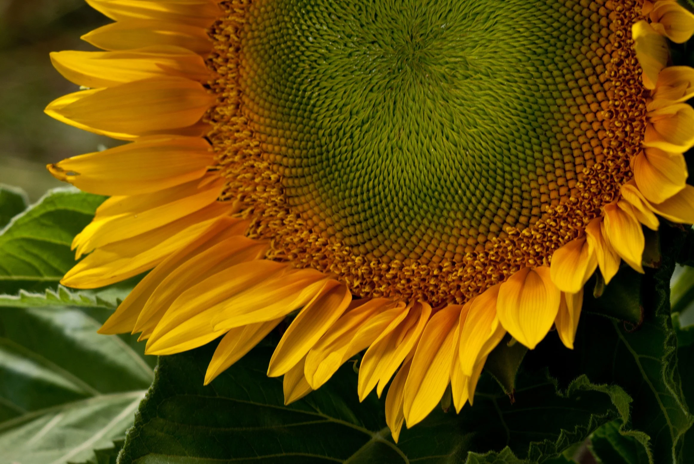 Sunflower