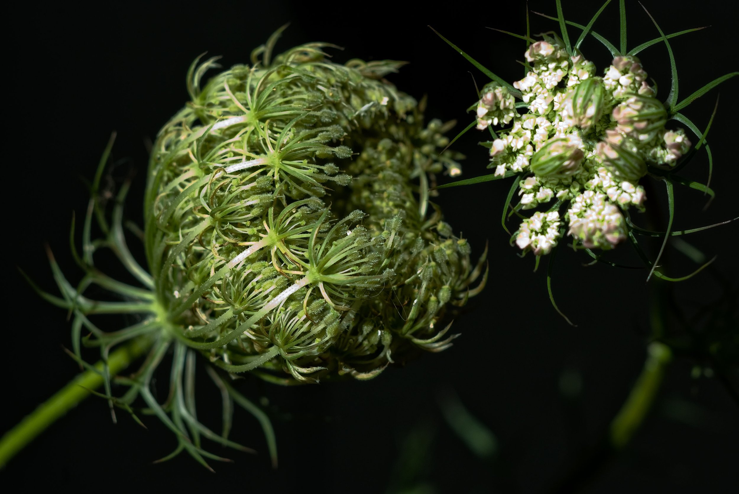 Local Flora