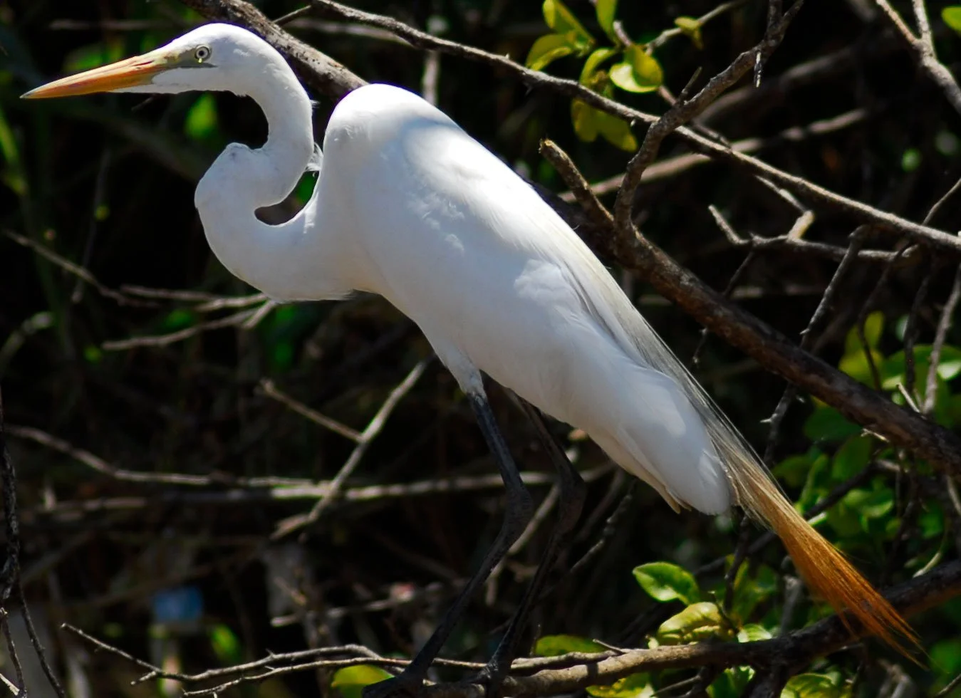 "Great Egret", Las Mantas, Puntarenas