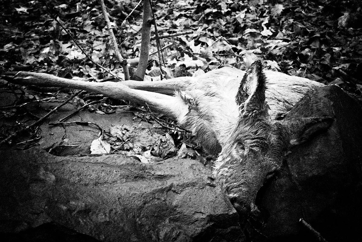 "Unaware", across the street from the Bunkerhill Natural area, 2007