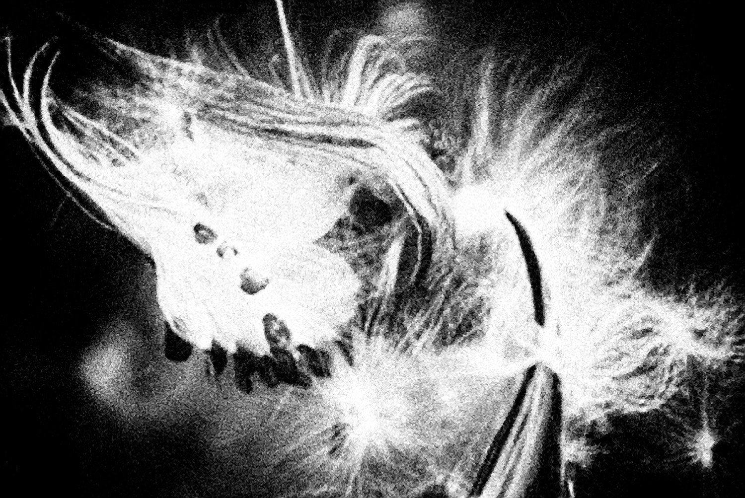 "Milkweed", Griggstown Grasslands, 2009
