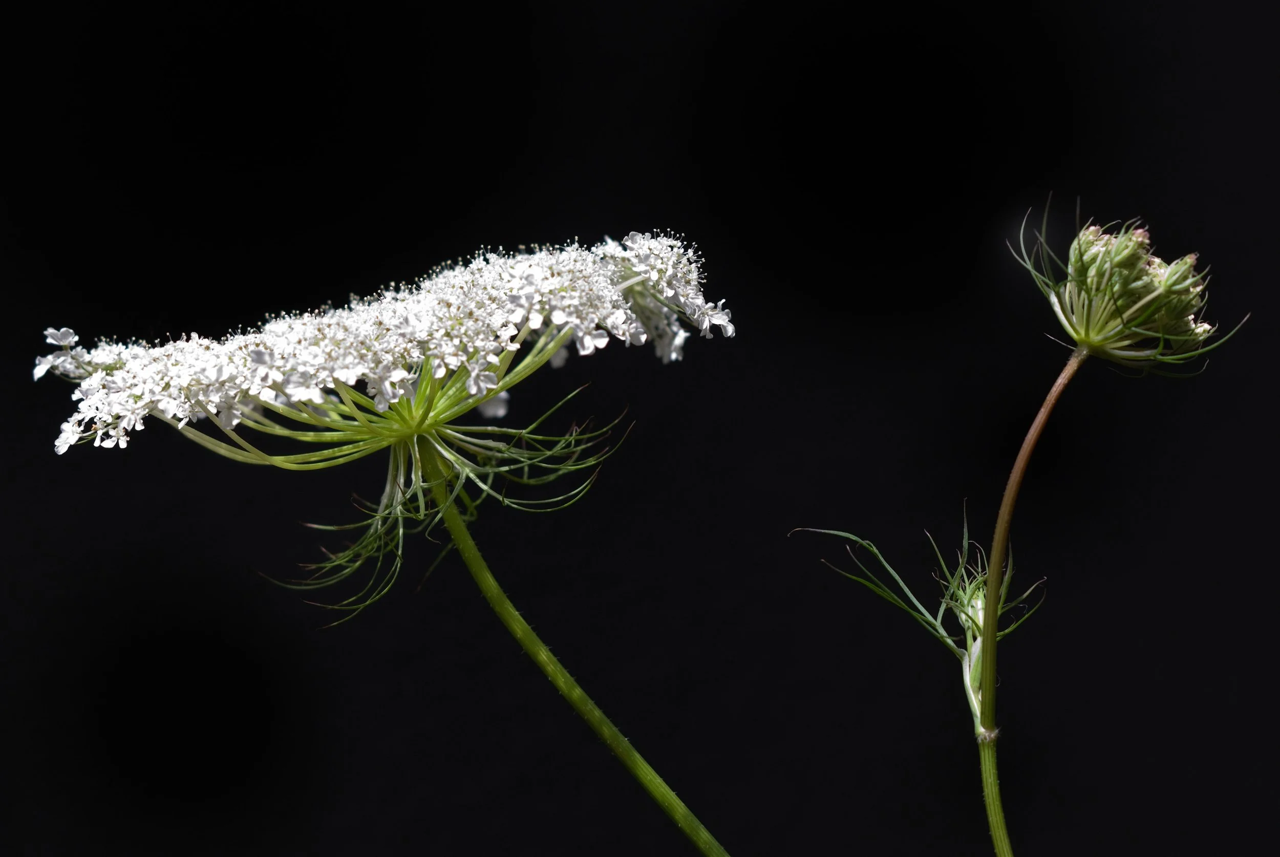 Queen Anne's Lace Profile