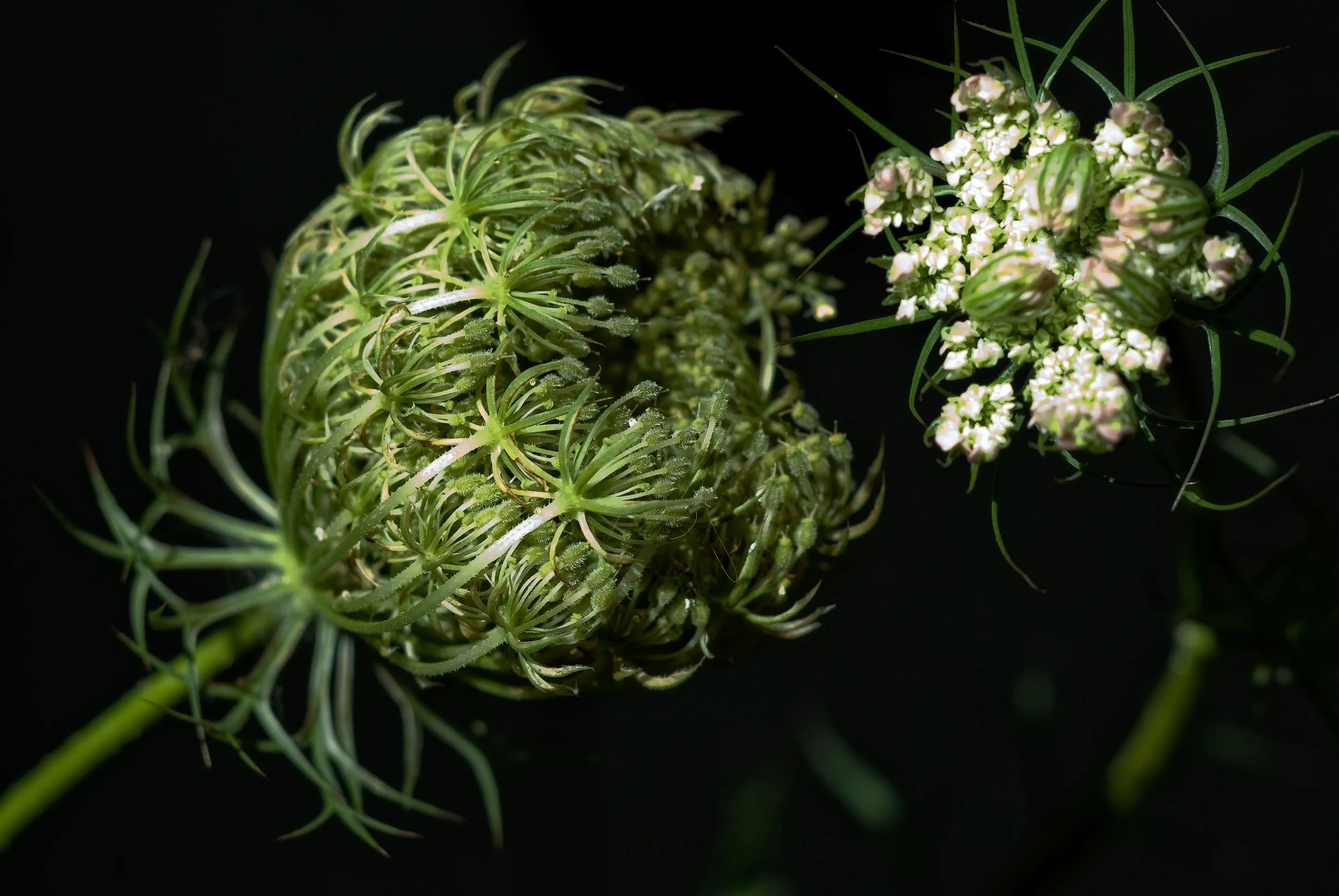 Queen Anne's Lace ready to Bloom