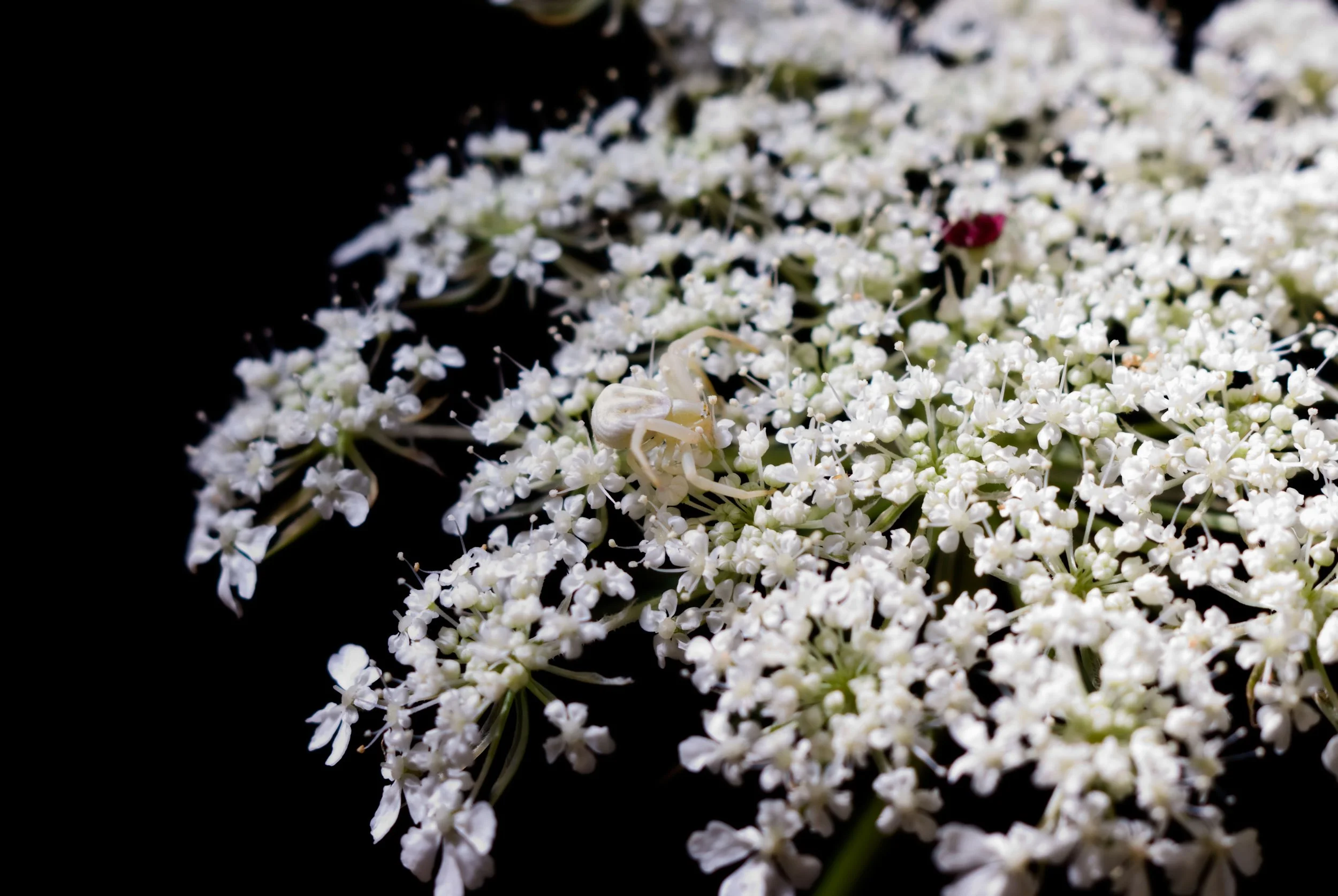 Queen Anne's Lace with Crab Spider