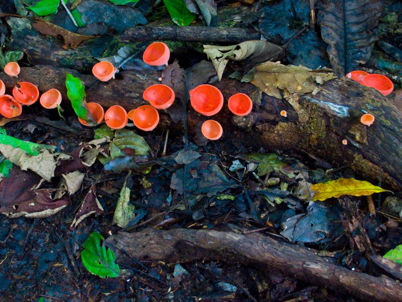 "Wine Cup Fungus", Carara National Park, Las Mantas, Puntarenas