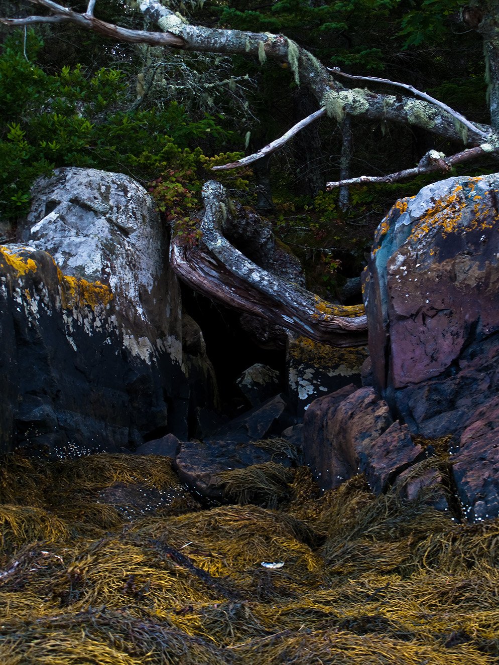 "Symbiosis", Island of Vinalhaven, 2009