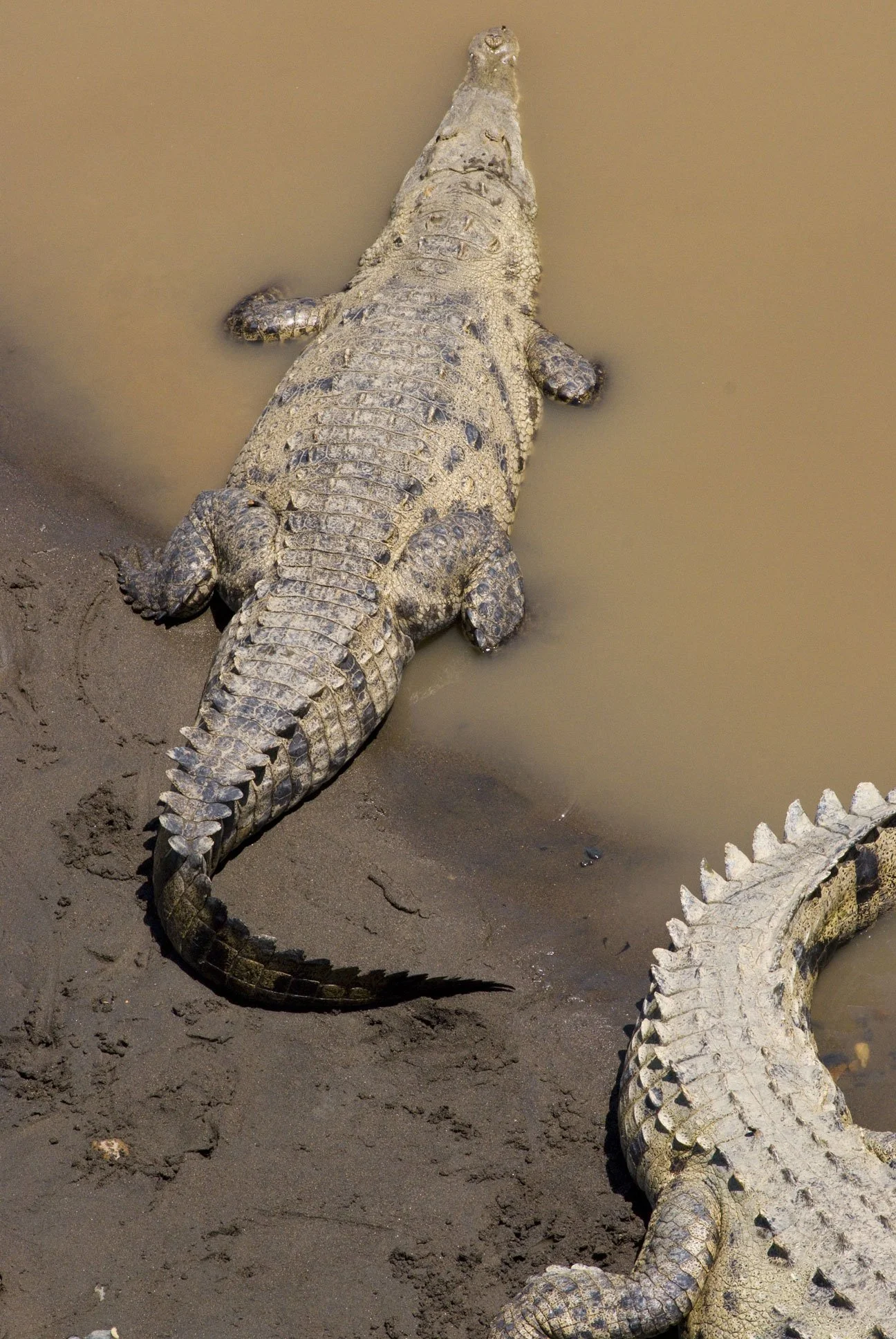 "American Crocodiles", Tarcoles River, Las Mantas, Puntarenas