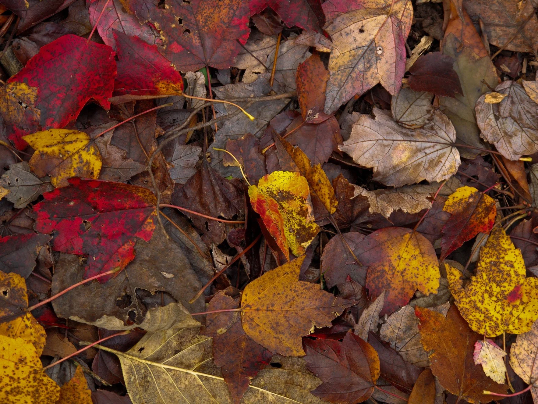 Autumn Leaves on the Forest Floor