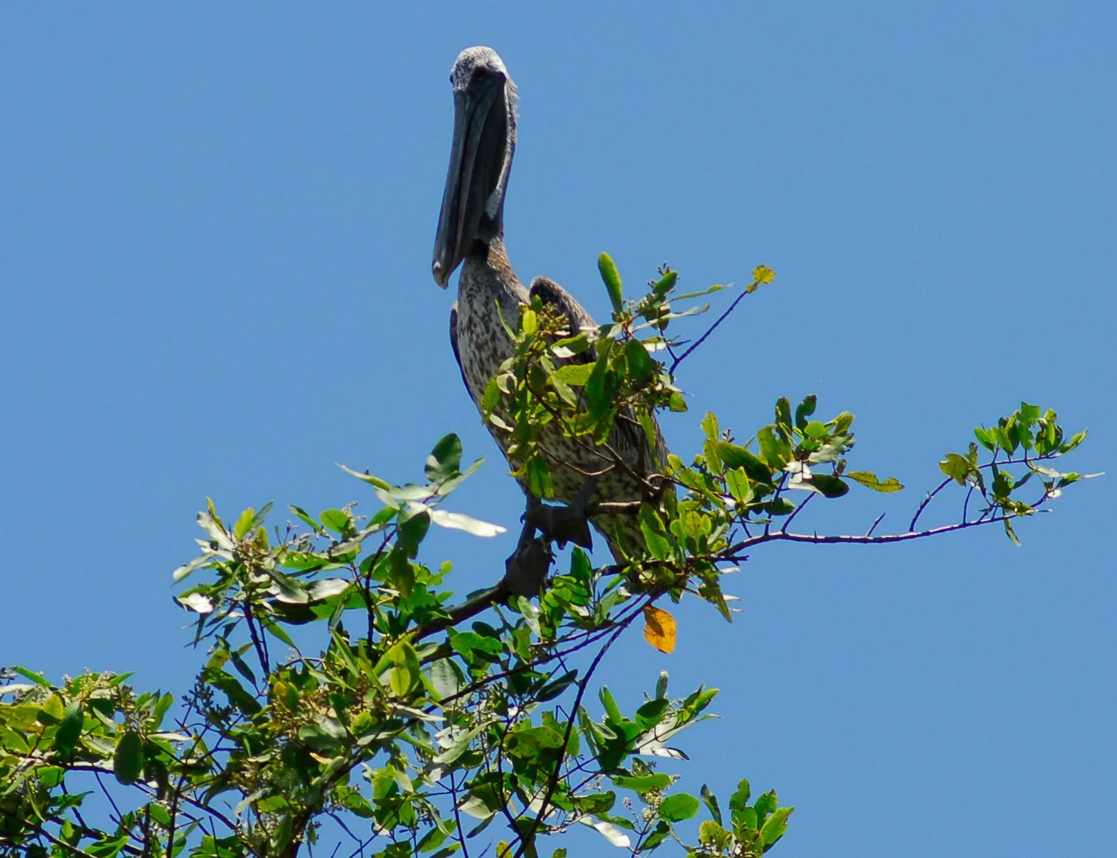 "Pelican in a White Mangrove", Tarcoles River, Las Mantas, Puntarenas