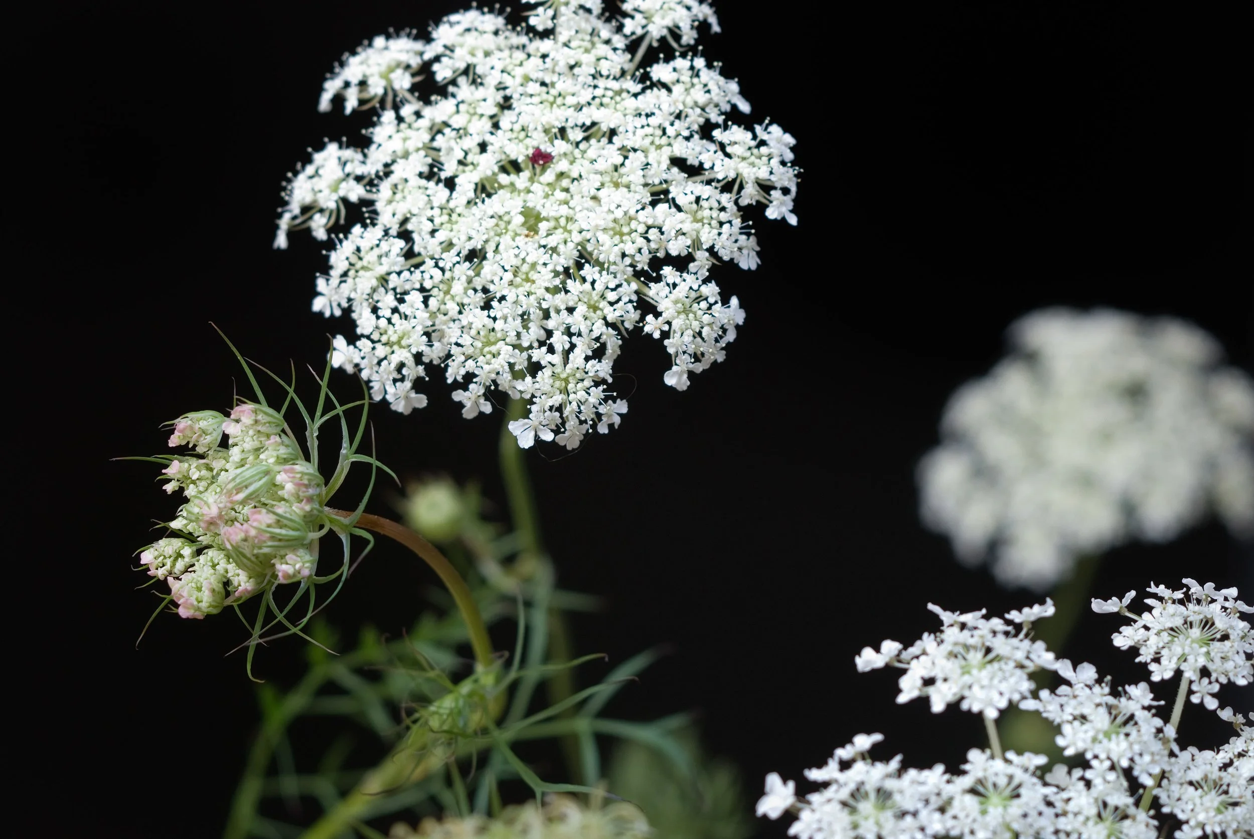 Queen Anne's Lace