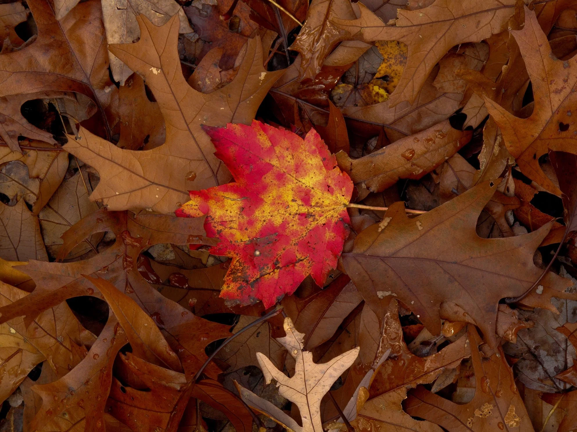 Autumn Maple Leaf