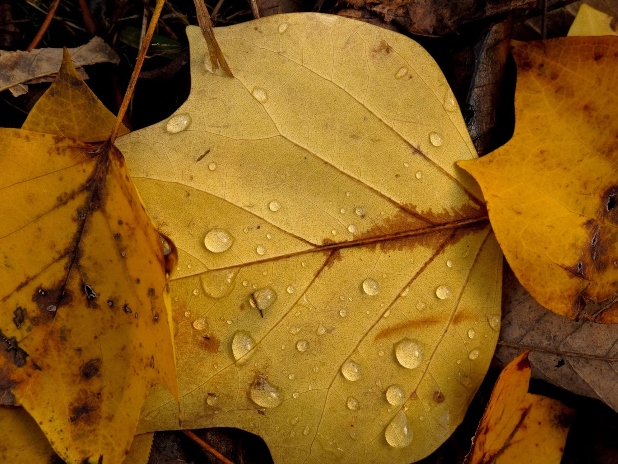 Poplar Leaf with Rain Drops