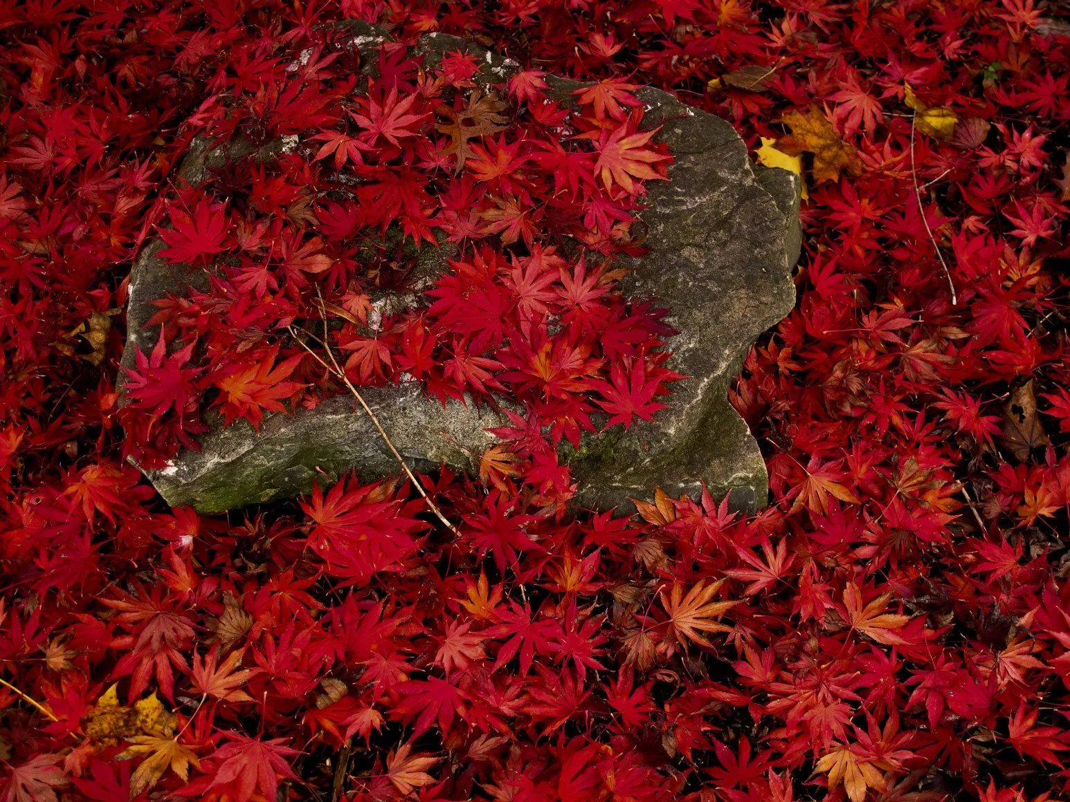 Japanese Maple Leaves on a Stone