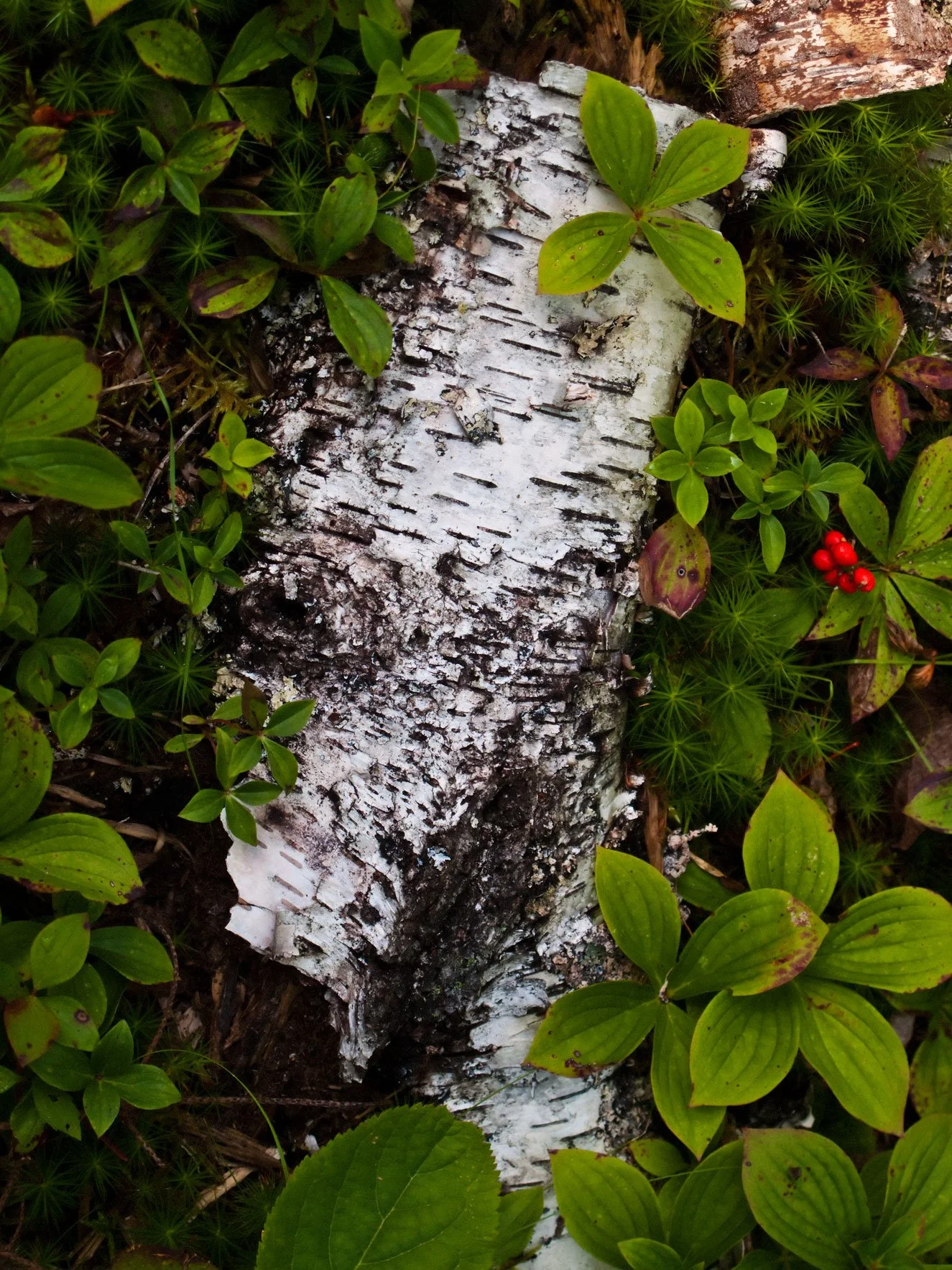 "Birch Bark on Forest Floor", Island of Vinalhaven, 2009