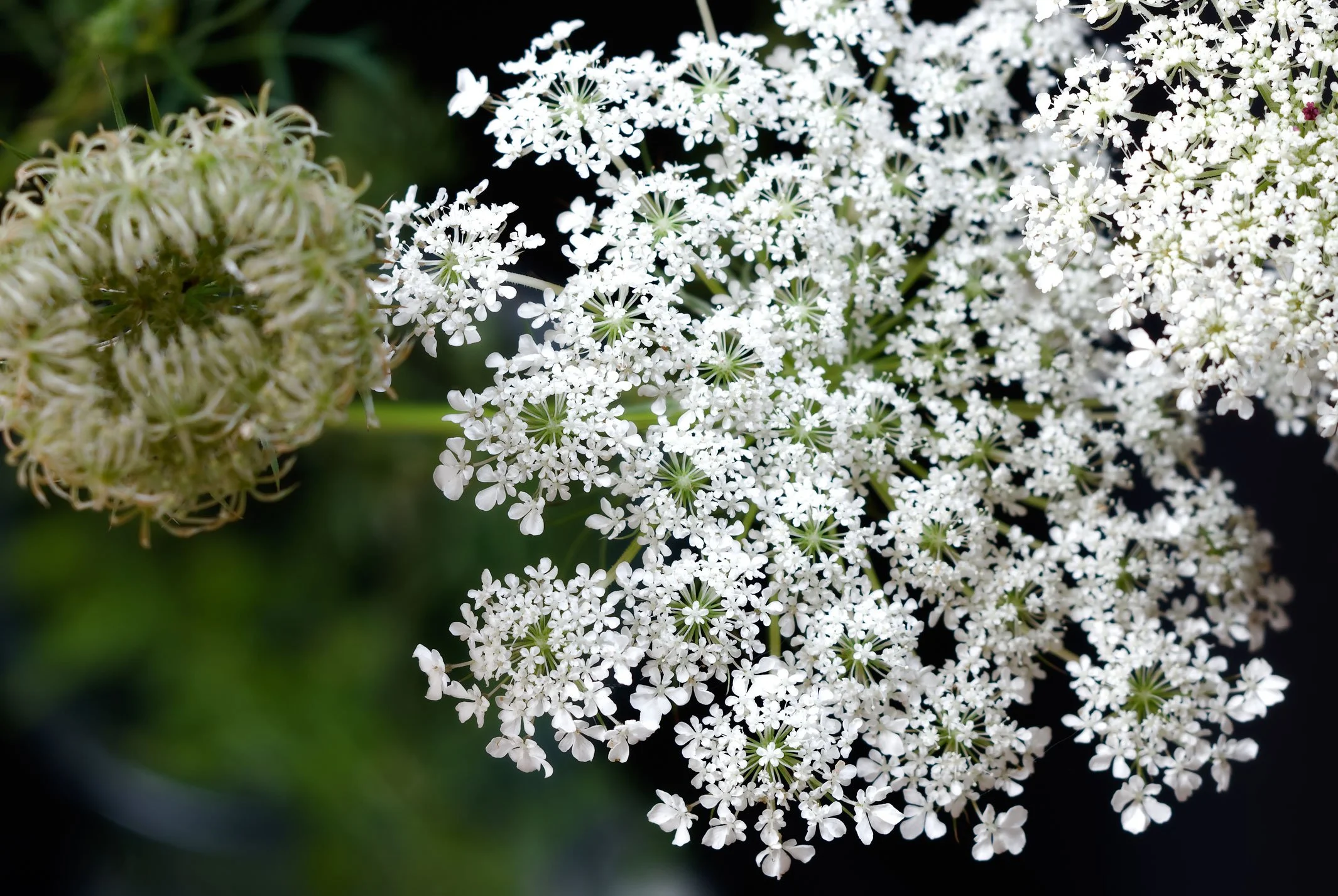 Queen Anne's Lace