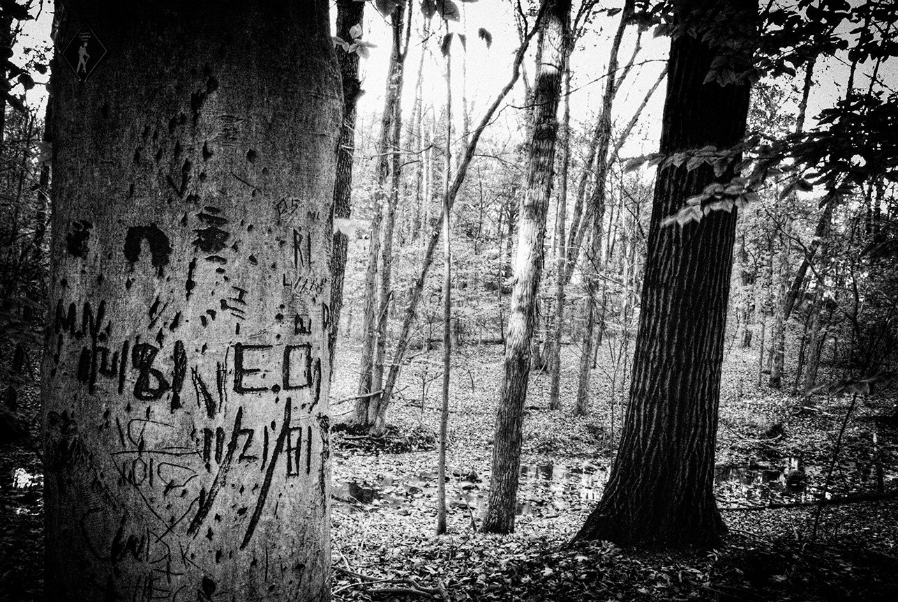 "E.O. 11/21/81, American Beech Tree", Griggstown Grasslands, 2007