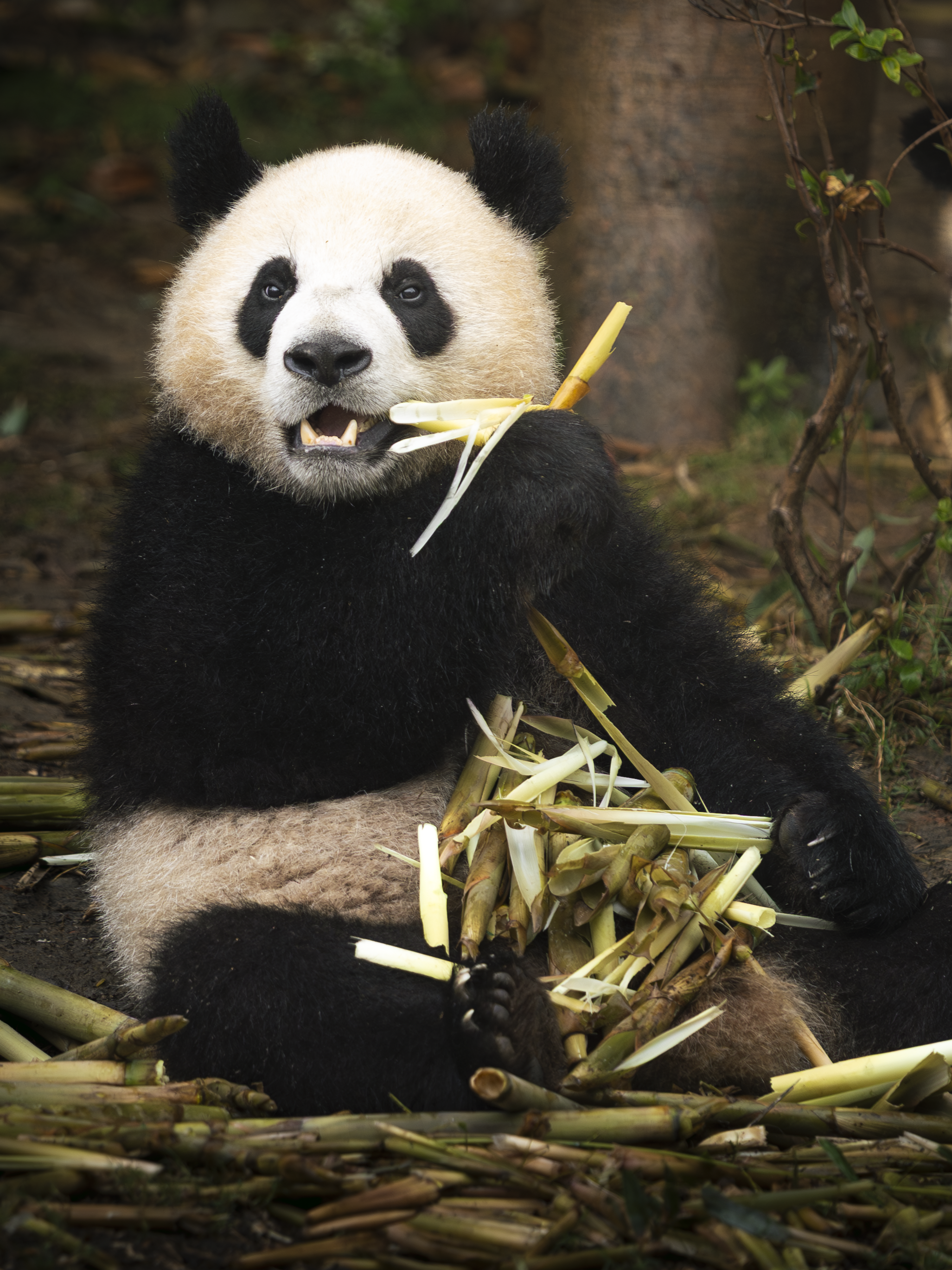 'Panda Plane'