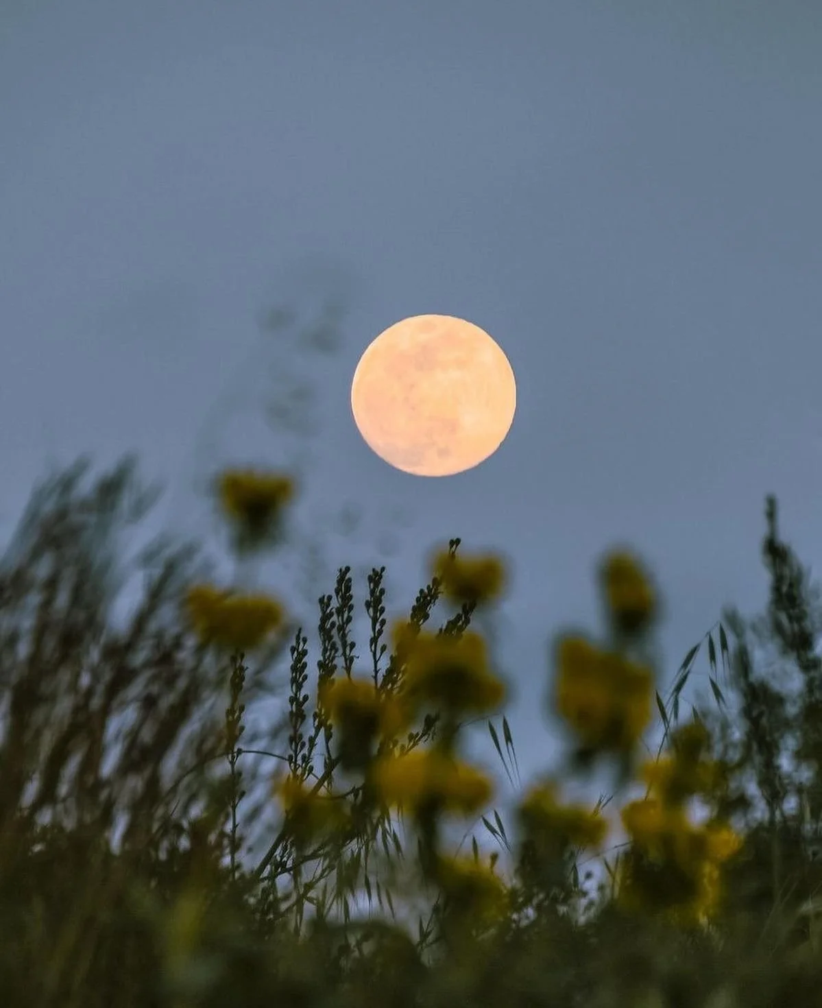 full moon.jpg