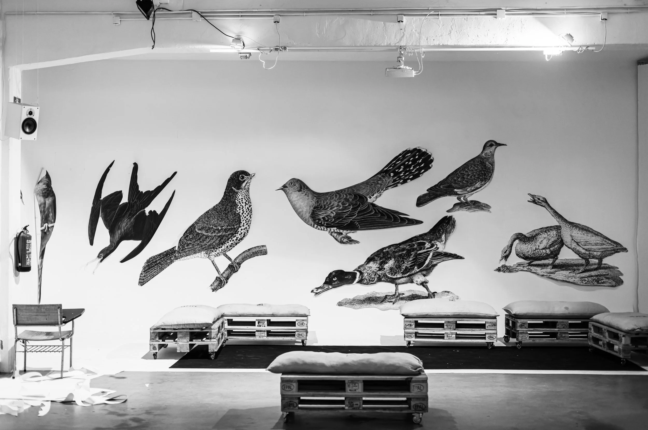 Aves en Extinción