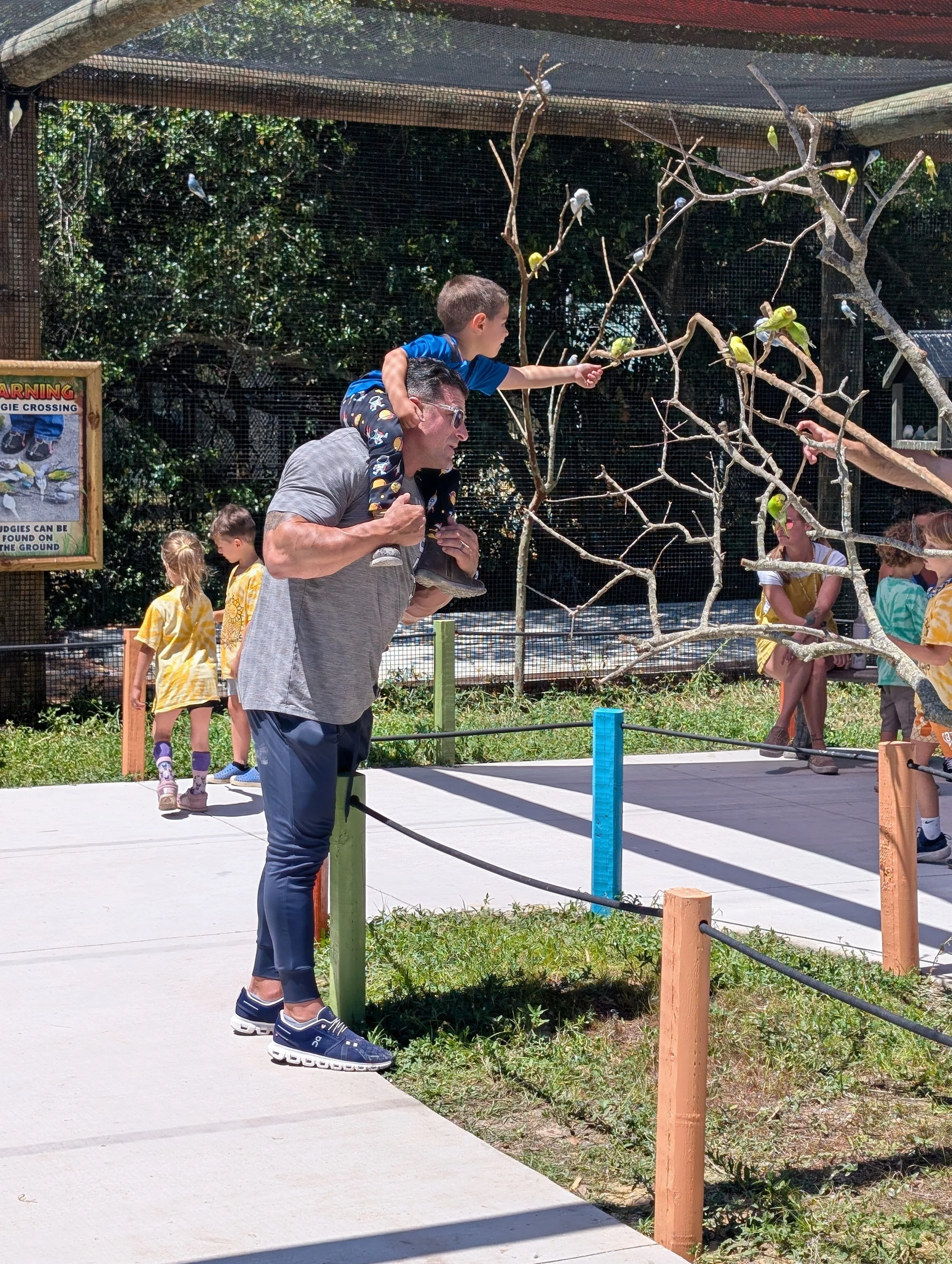 A man wearing glasses and a gray shirt is carrying a young boy on his shoulders. The boy, dressed in a blue shirt, is reaching out toward a tree with yellow-sided budgerigars perched on its branches. In the background, children are walking and sitting