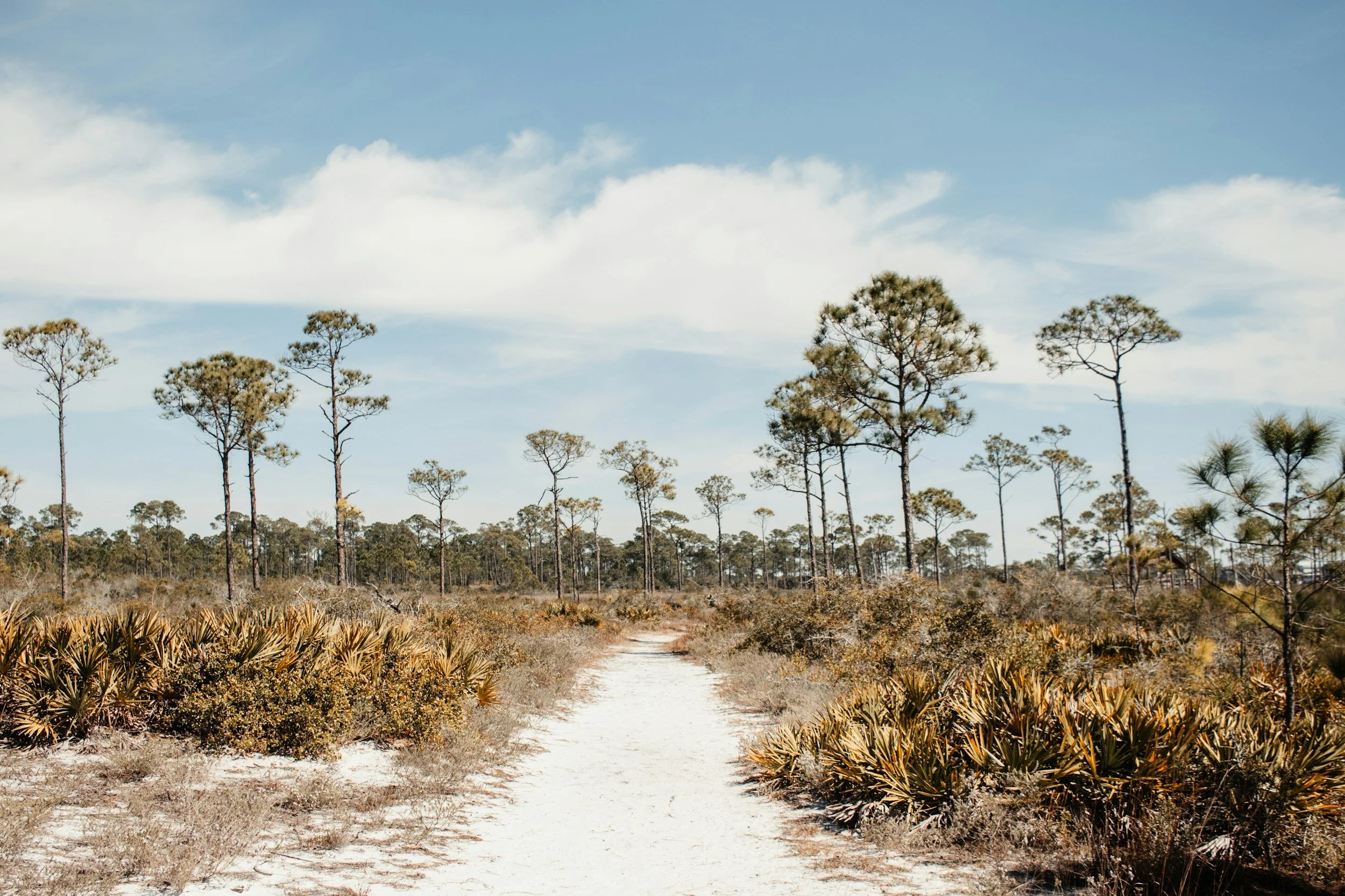 Gulf Breeze Naval Live Oaks