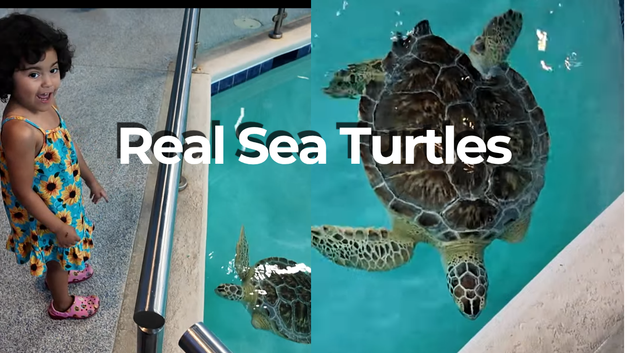 Navarre Beach Sea Turtle Conservation Center: Is It Worth Visiting?