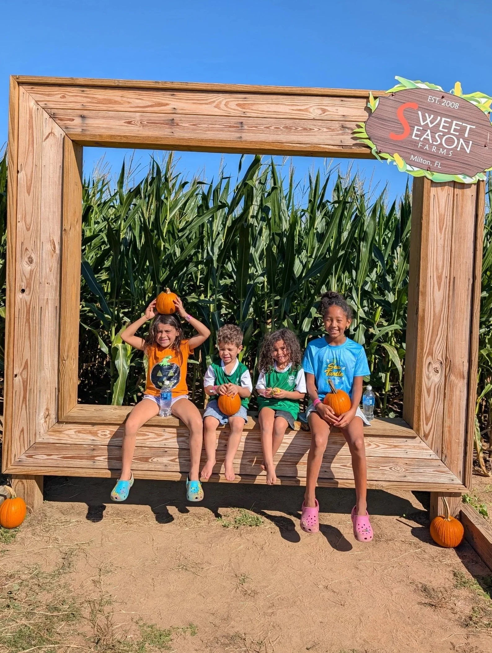 Group of children sitting on a wooden structure in a pumpkin patch with pumpkins on the ground, green cornfield in the background, and a clear blue sky.