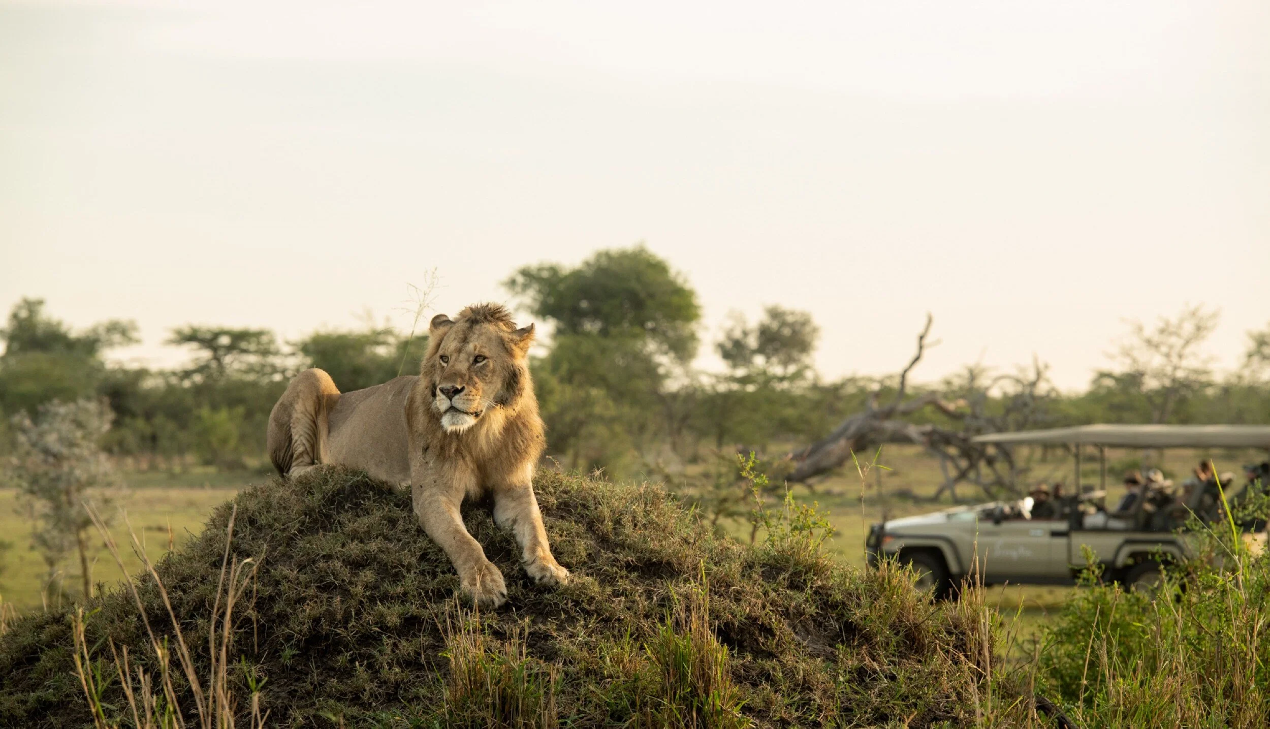 Photo of lion on grassy mound with safari tour truck watching from a distance behind it. Sourced from Singita Grumeti