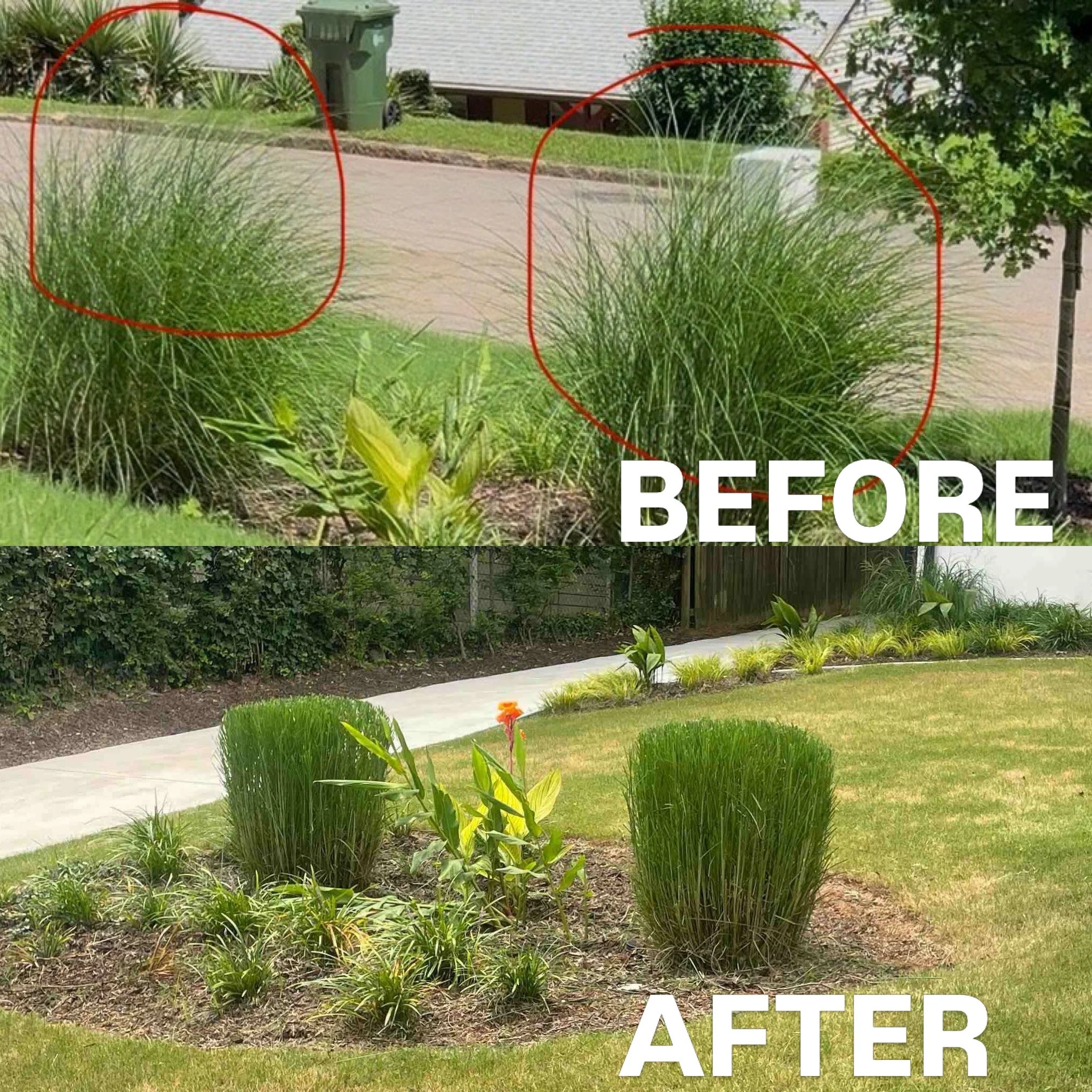 A before and after comparison of a garden area, showing overgrown bushes and plants in the 'before' section with trimmed and maintained plants in the 'after' section.