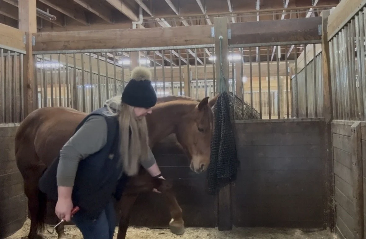 A woman wearing a black beanie with a pom-pom, a gray jacket, and a black vest, is petting a brown horse inside a wooden and metal stall at a barn.