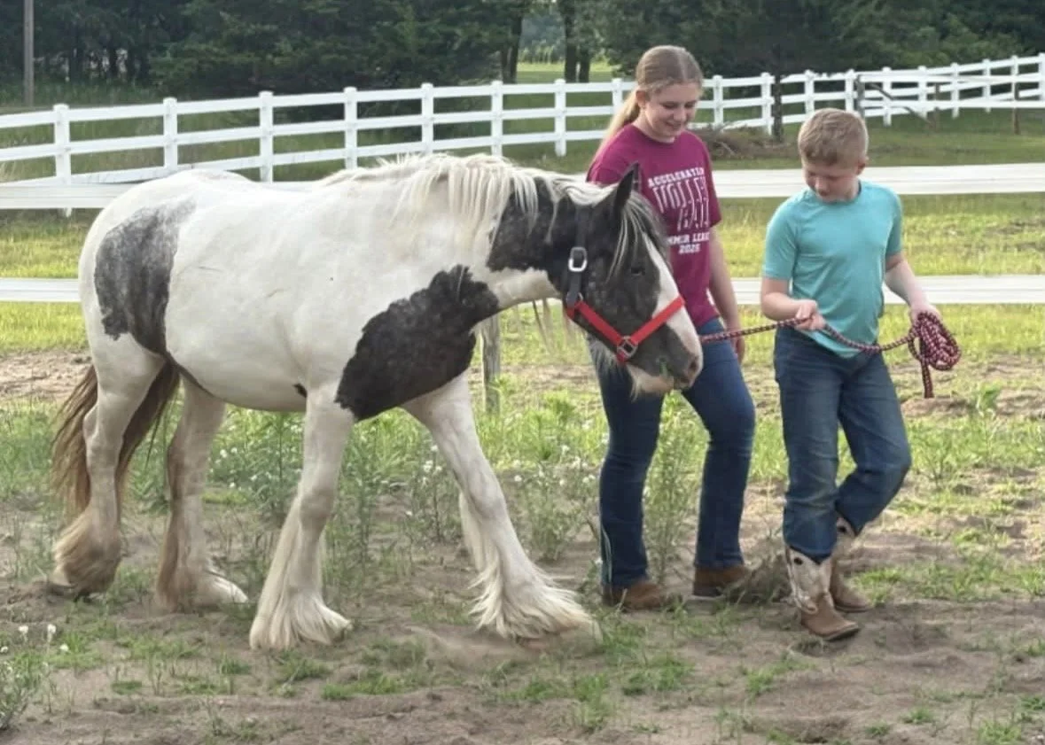 A girl and a boy walking a large white horse with black spots in a paddock surrounded by a white fence.