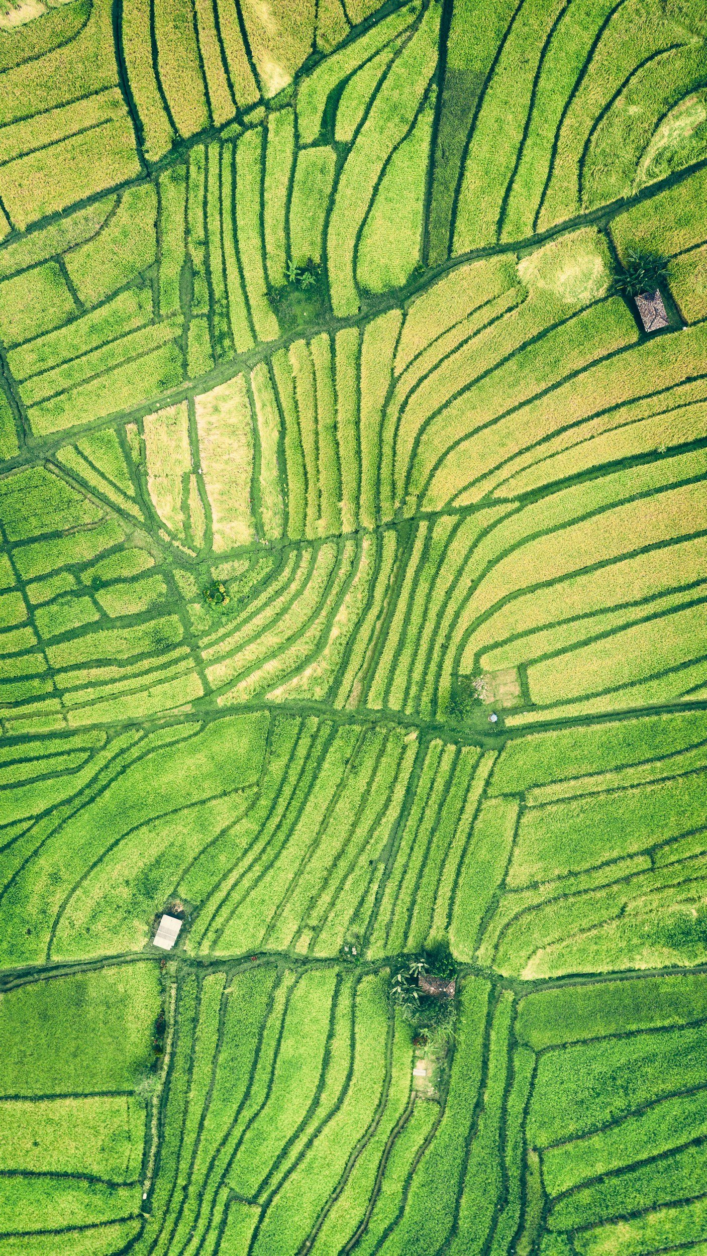Aerial view of lush green terraced rice fields with narrow pathways and small houses scattered among the fields.