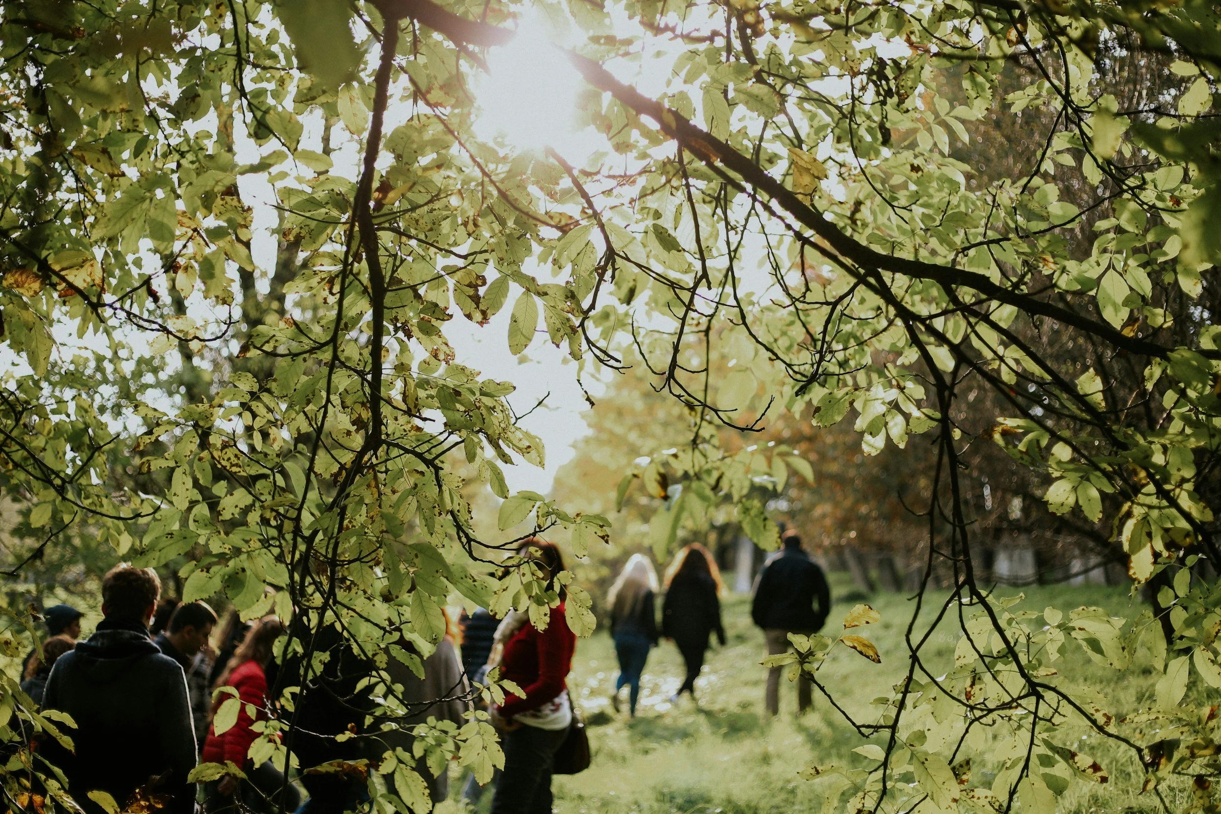A group of people walking together outdoors through a park or forest, seen through a frame of leaves and branches with sunlight filtering through.