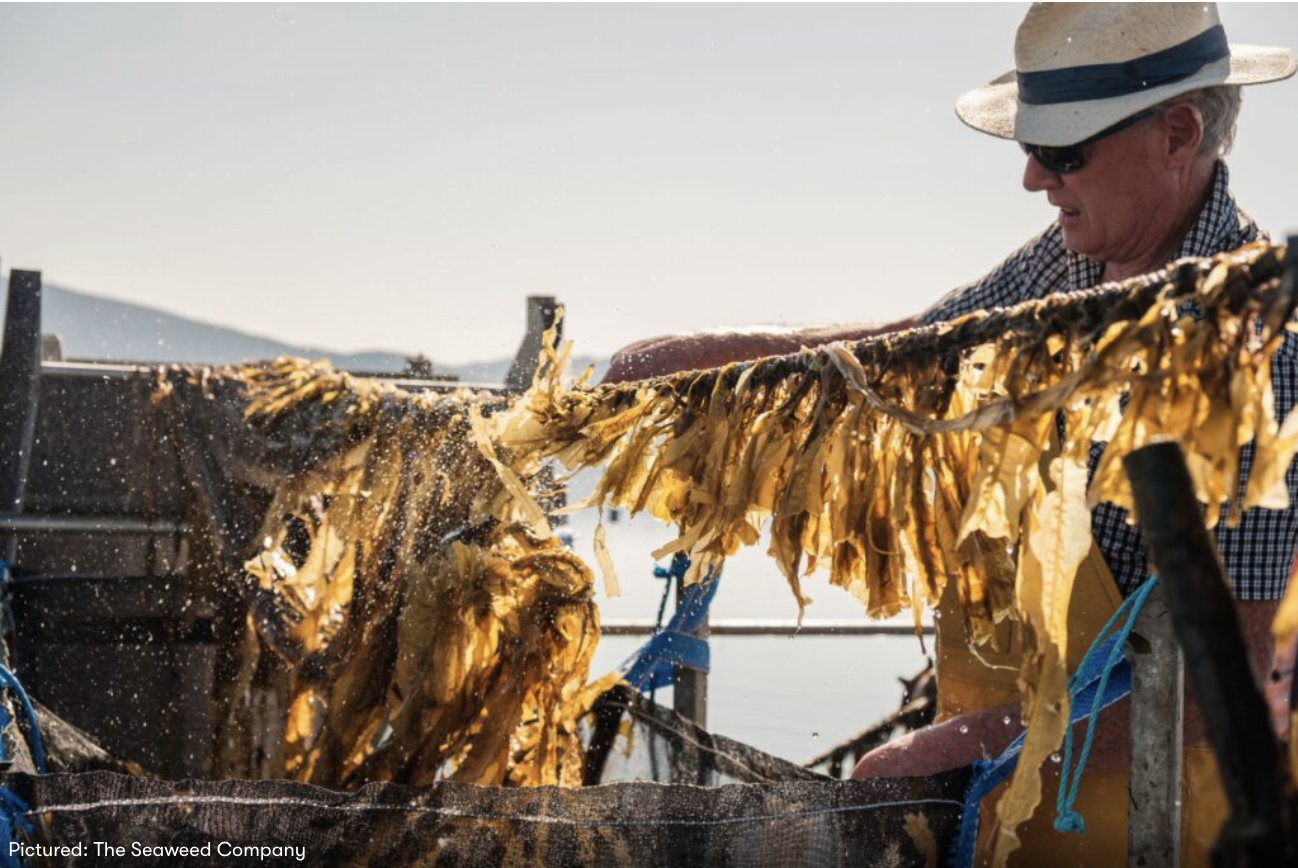 A man in sunglasses, a sun hat, and checkered shirt working with seaweed on a drying rack outdoors in sunlight.