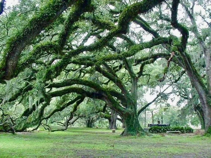 Dueling oaks.jpeg