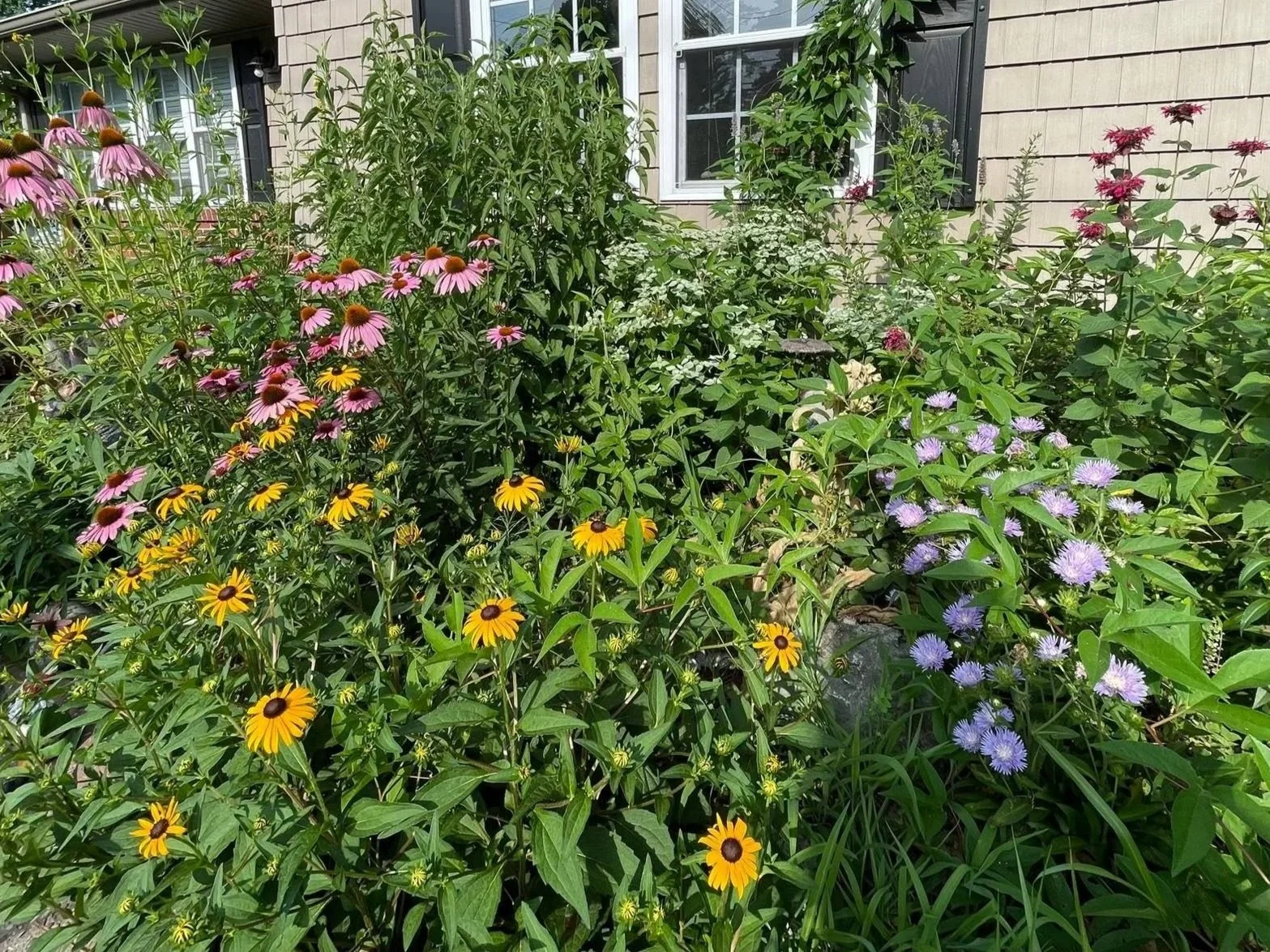 Evergreen Eco-Scapes Project; Ecological Landscaping; A lush garden with various colorful flowers, including pink coneflowers, yellow and brown Black-eyed Susans, and purple asters, in front of a house with beige siding and white-framed windows.
