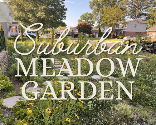 Suburban Meadow Garden designed and installed by Evergreen Eco-Scapes in Chesapeake, VA.
