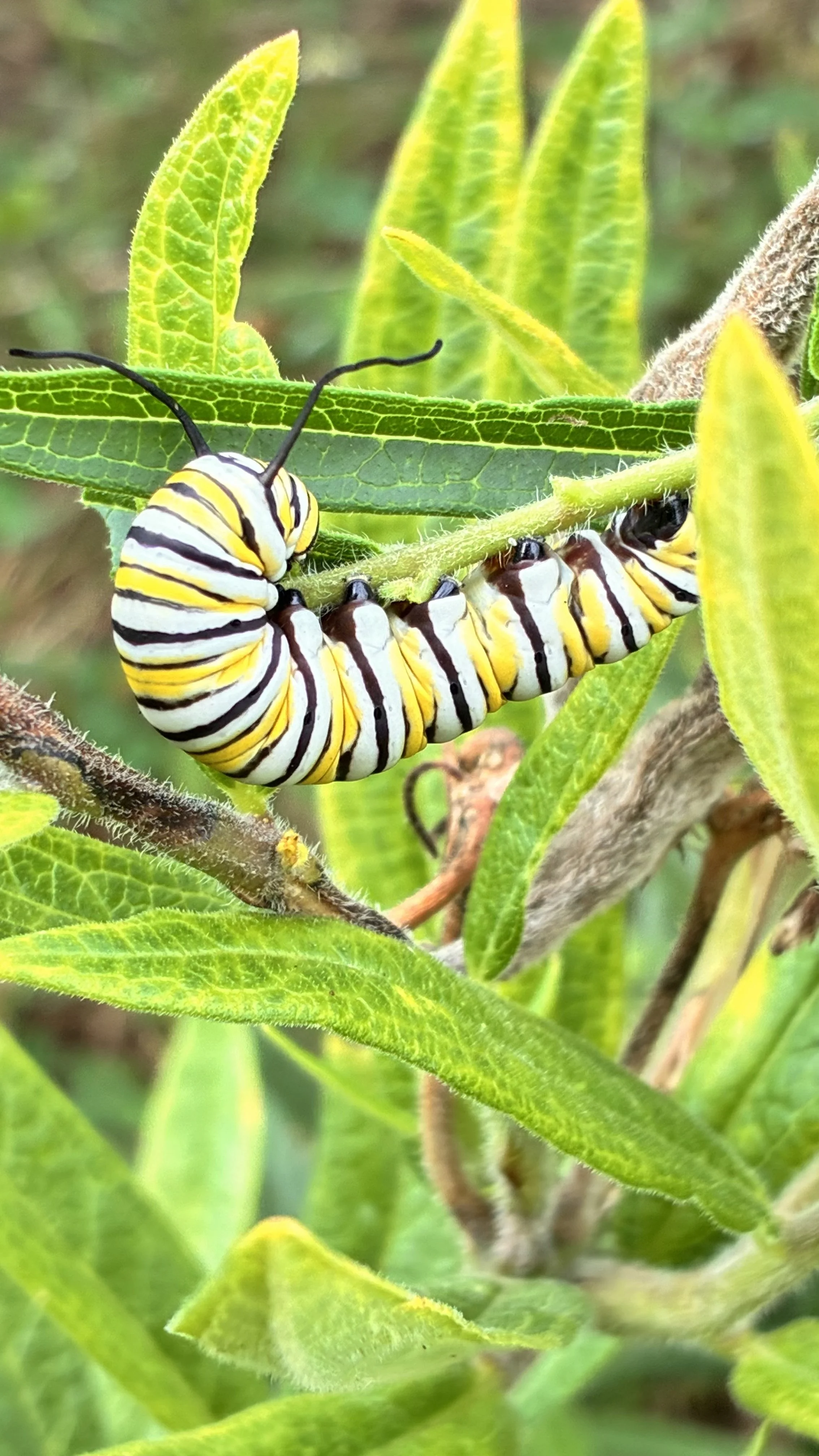 A beautiful caterpillar enjoying a native habitat garden designed and installed by Evergreen Eco-Scapes near Pungo, VA.