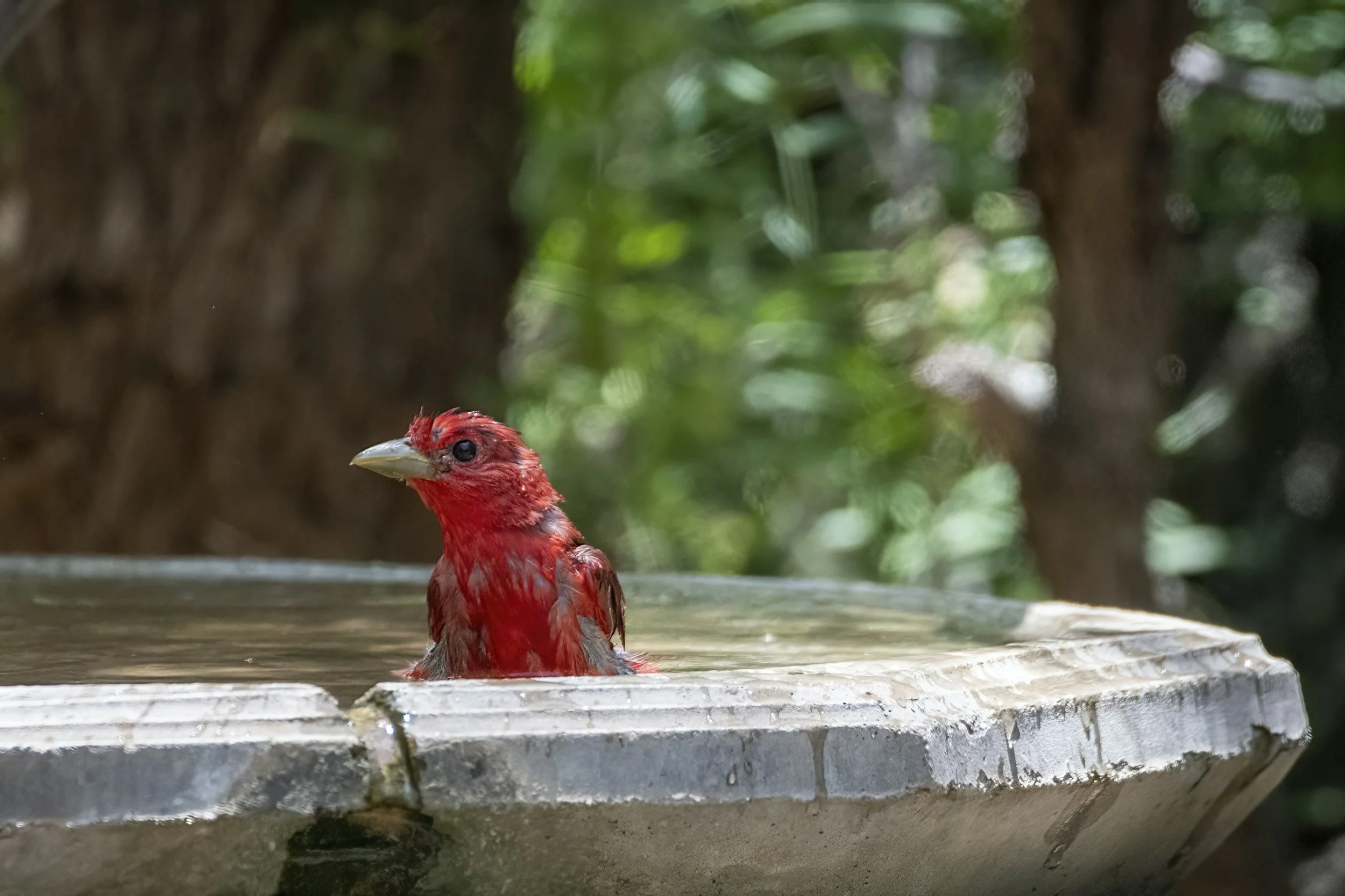 Northern Cardinal that you can expect to see in a bird habitat garden designed and installed by Evergreen Eco-Scapes near Chesapeake, VA.